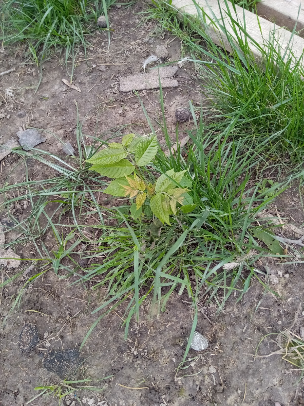 3 Black Walnut Bareroot 1-Year Tree Seedlings (Juglans Nigra)