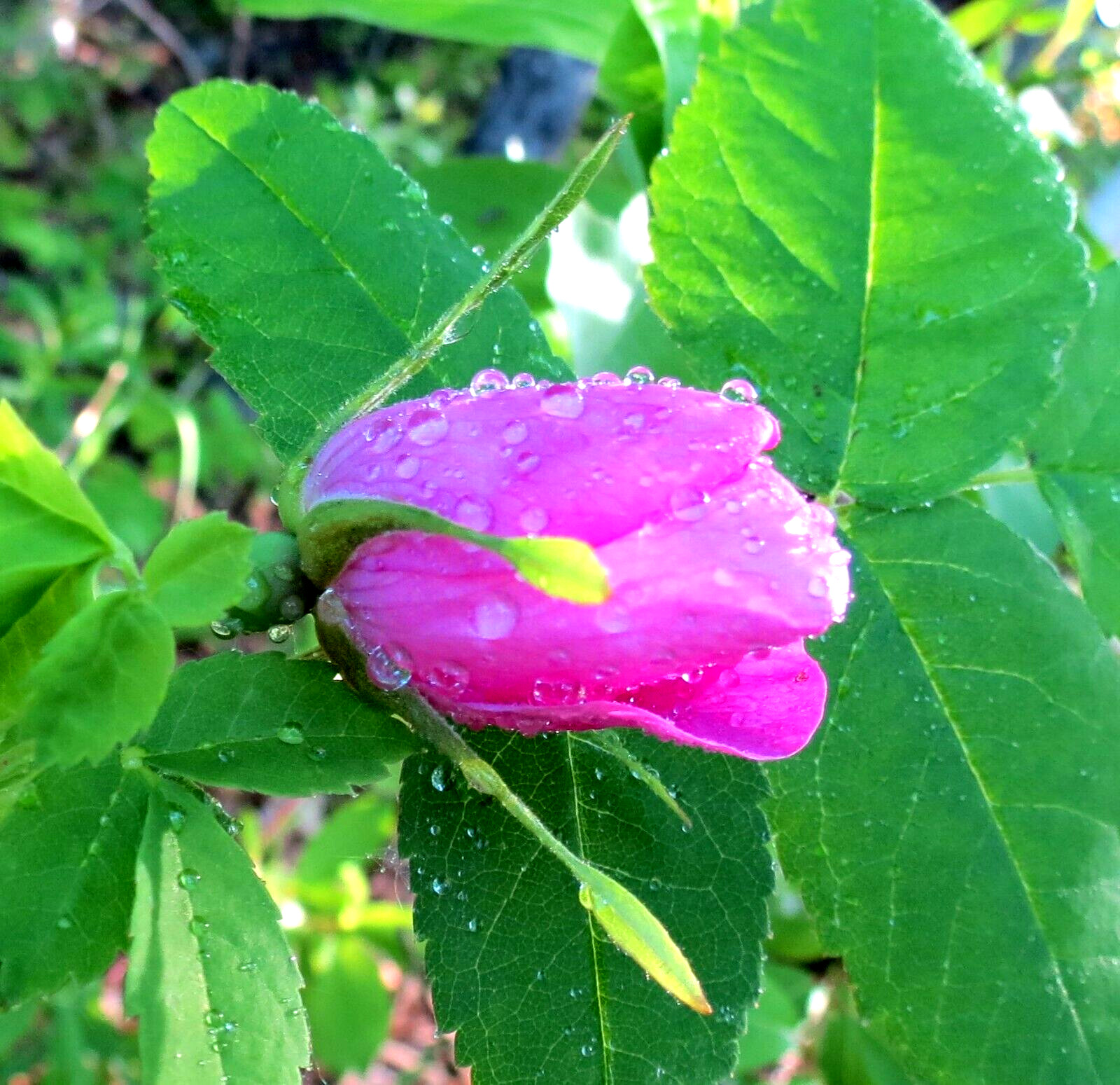 Alaska Wild Rose Flower – Rosa acicularis – 100+ Seeds – Rose Jam – From Denali