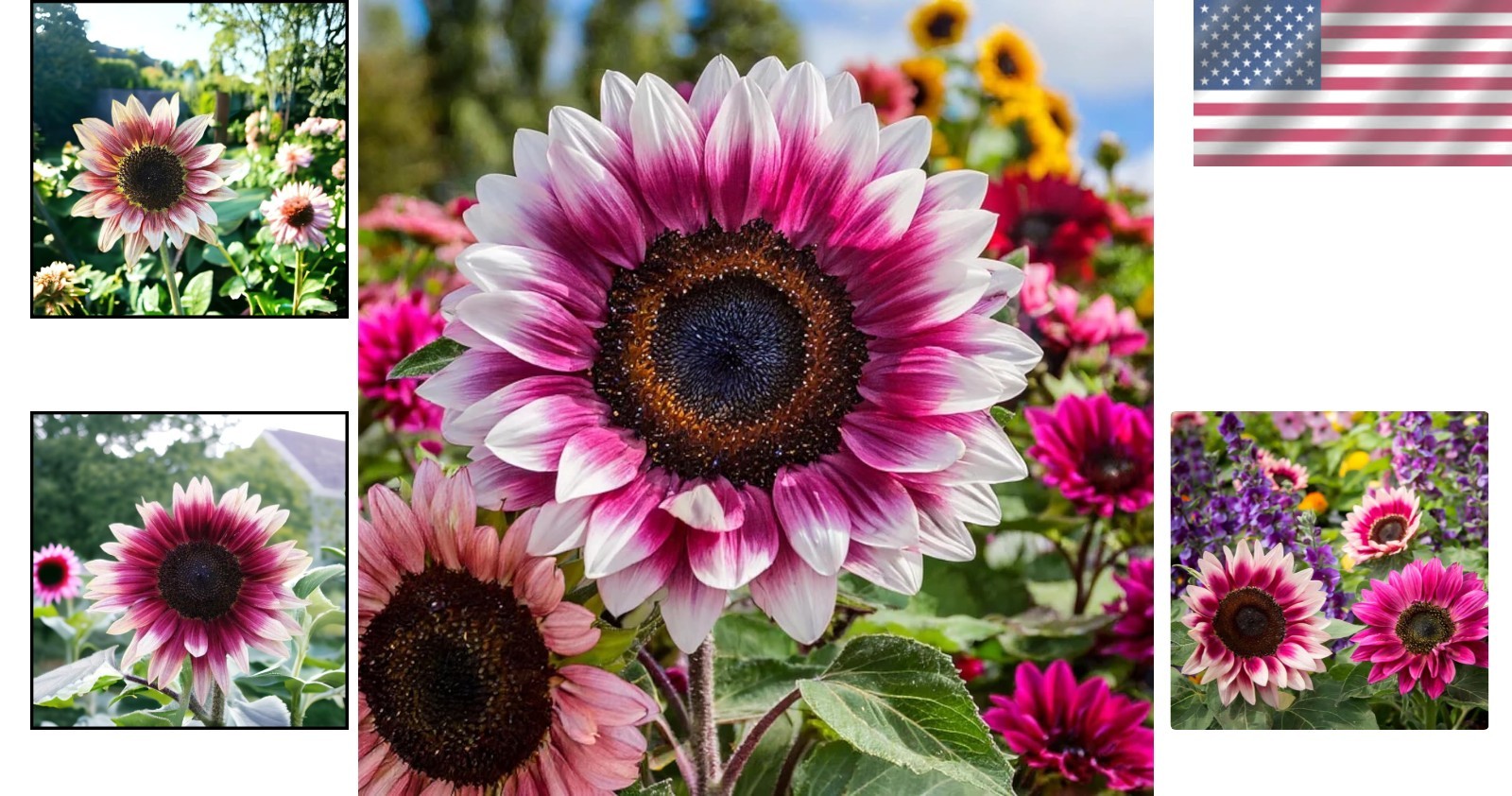 Rare Strawberry Pink Sunflowers (50 PCS) – Non-GMO, High Germination Rate Seeds
