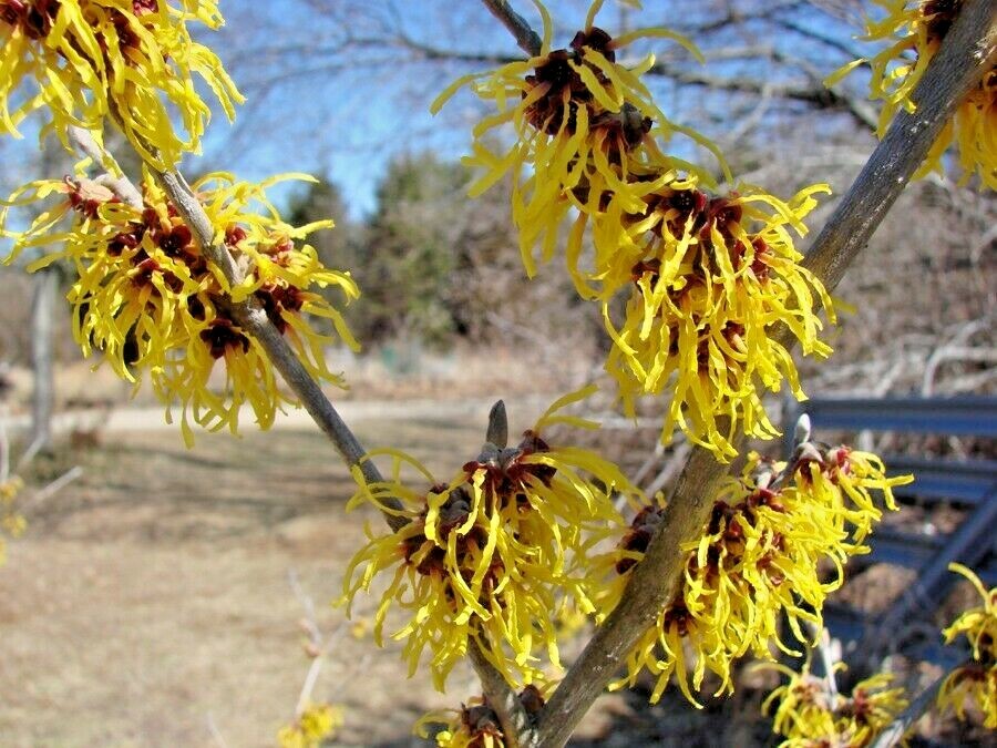 10 HARLOW CAR WITCH HAZEL SEEDS -Hamamelis × intermedia