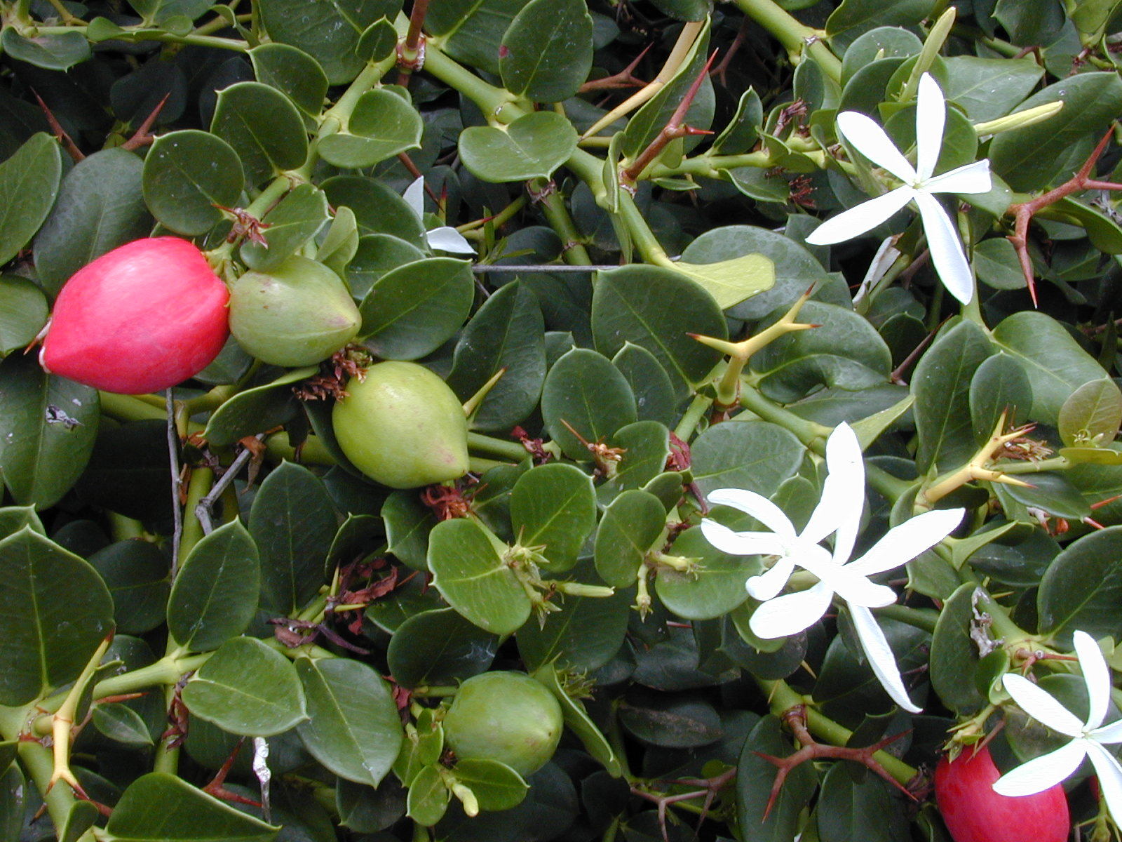 Natal Plum, Carissa macrocarpa, (Carissa grandiflora), Shrub Seeds (Fast Edible)