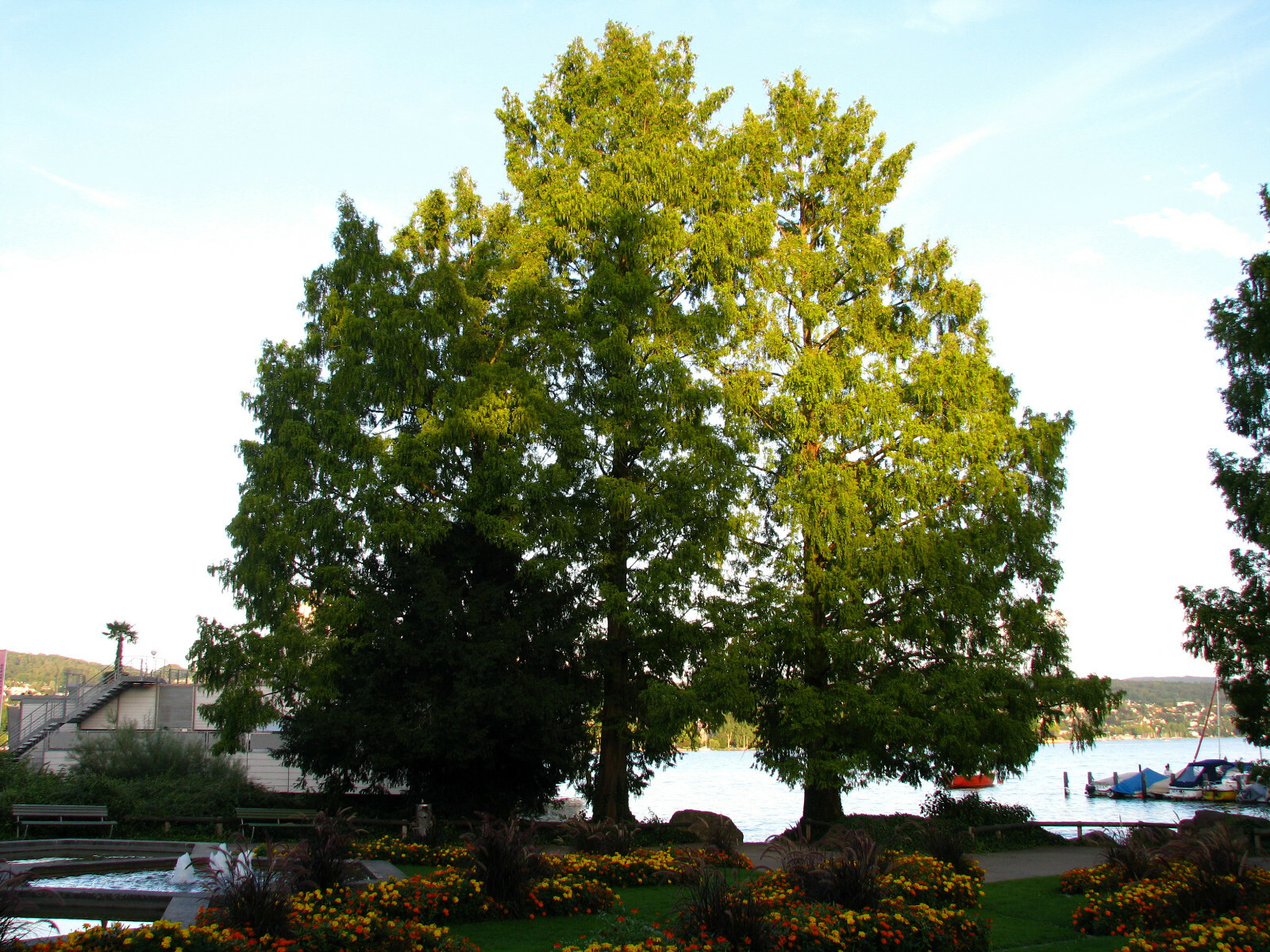 Jurassic Dawn Redwood | Tree Seed Grow Kit | The Jonsteen Company
