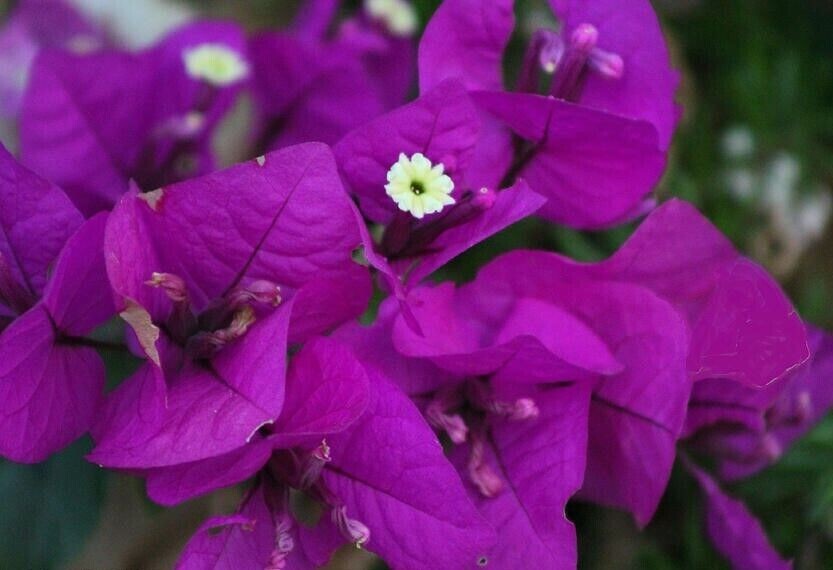 PURPLE MAJESTY** Bougainvillea**Small Well Rooted Starter Plant~~VERY RARE &HTF