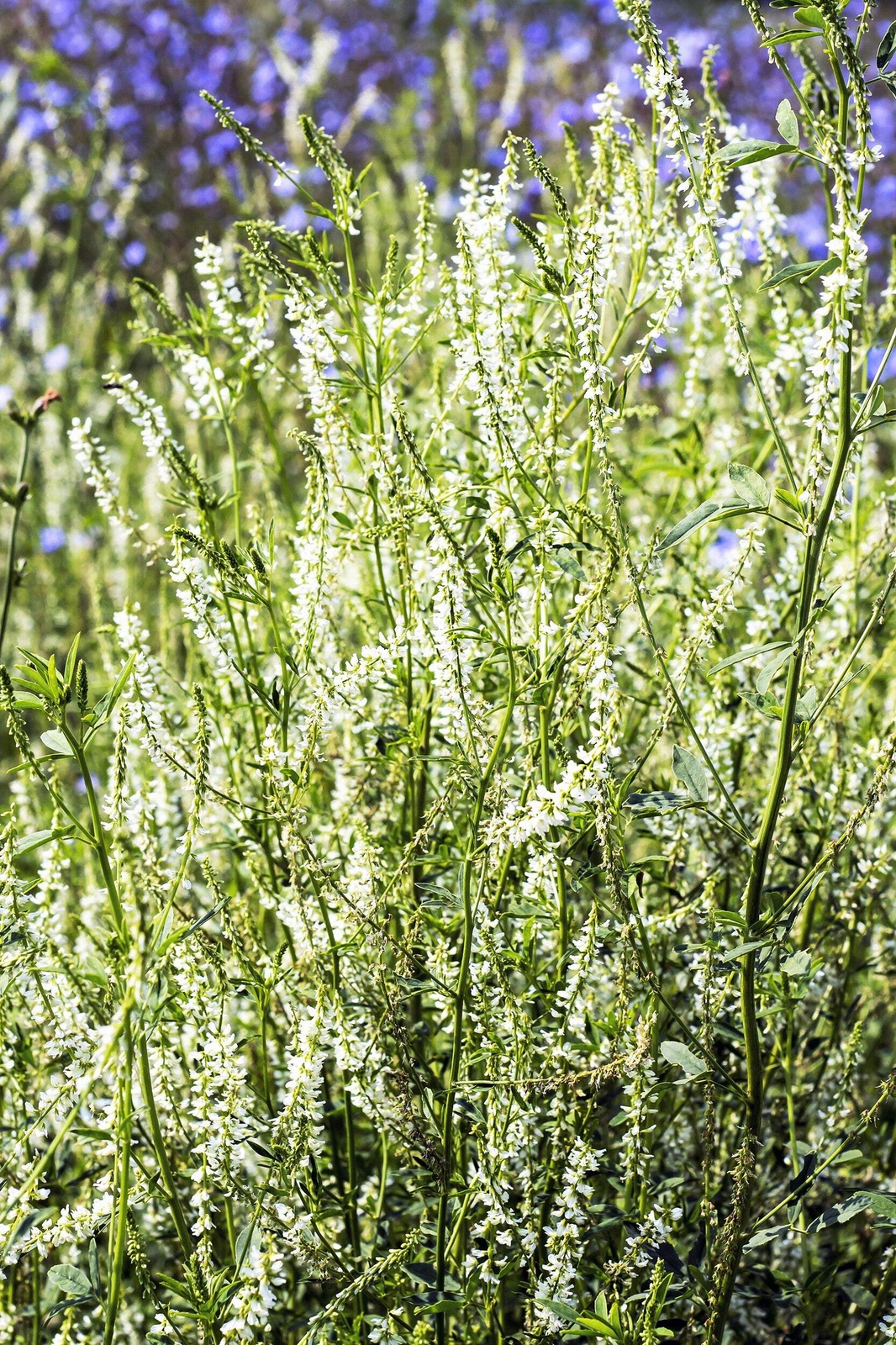 1500 WHITE Blossom SWEET CLOVER Melilotus Alba Albus Honey Clover Flower Seeds
