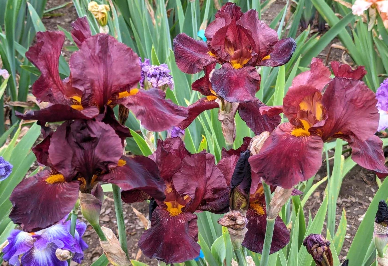 ‘Caliente’ Tall Bearded Iris Rhizome PRE-SALE to Ship Aug/Sept