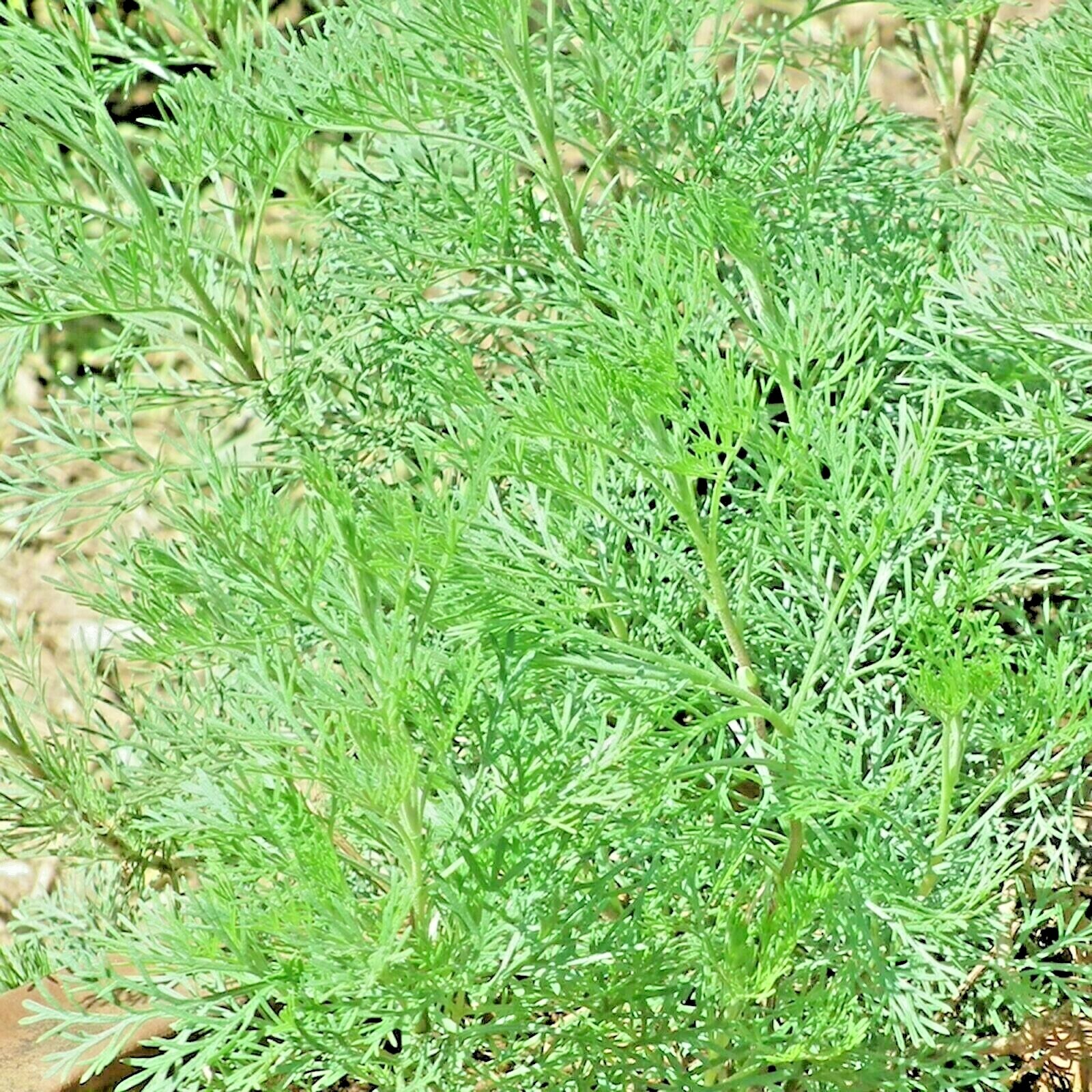 2000+ WORMWOOD ABSINTHE SEEDS SPRING PERENNIAL MOSQUITO PESTS DEER REPELLENT USA