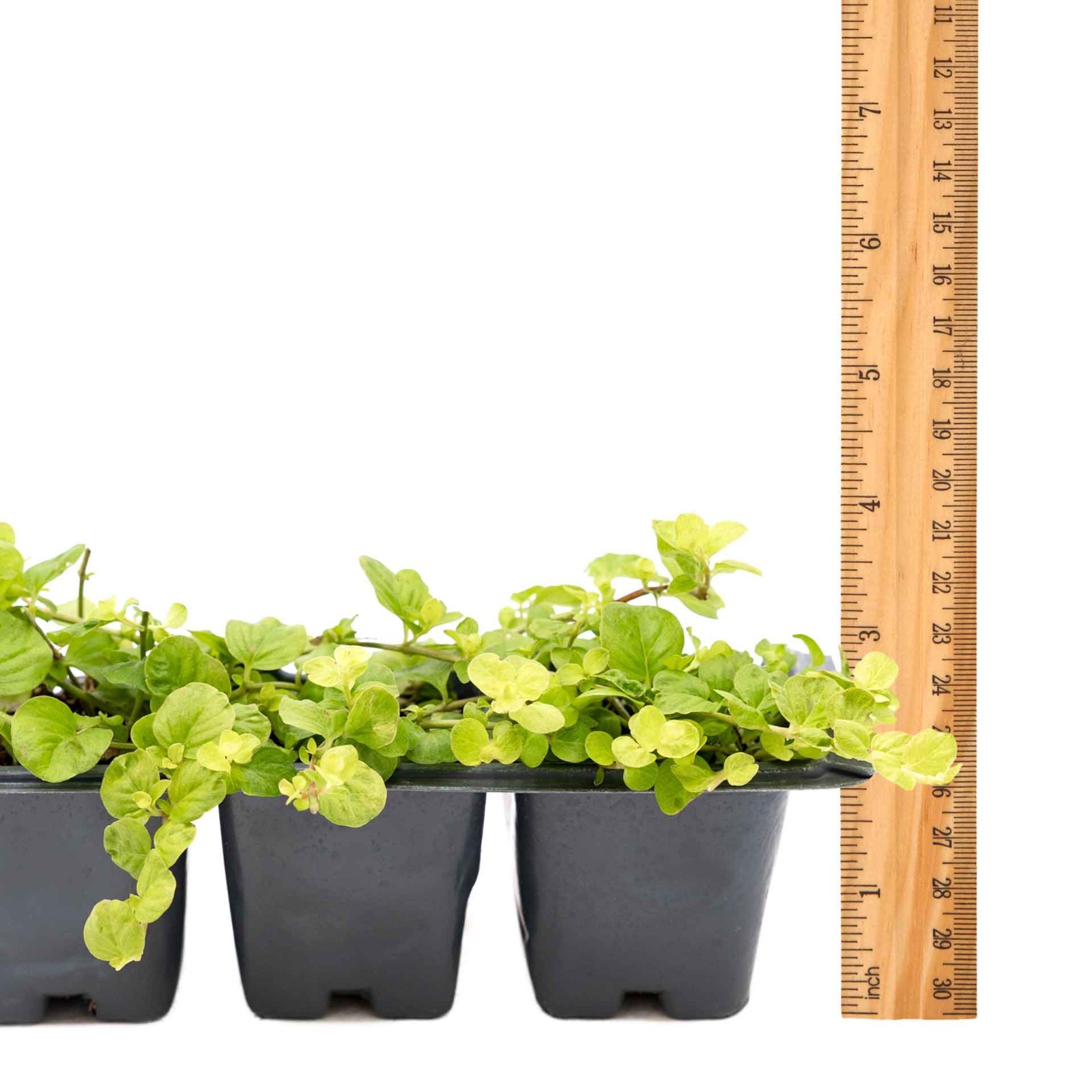 3 Yellow Moneywort Plants in 2.5” Cube, Golden Trailing Groundcover (Lysimachia)