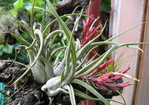 5 Pack Caput Medusae Air Plants – Low Maintenance Tilandsia – Exotic Variety