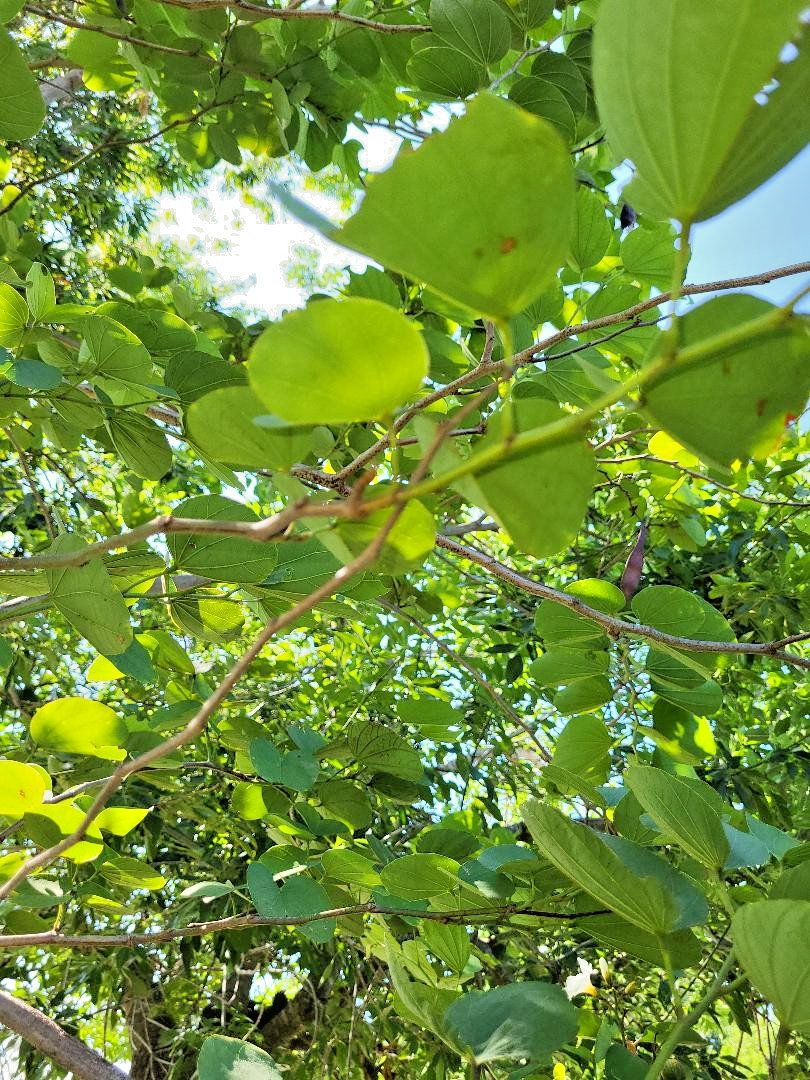 15 SEEDS PATA DE VACA (Cow’s Foot/Orchid Tree) Pezuna De Buey, Medical Herb!