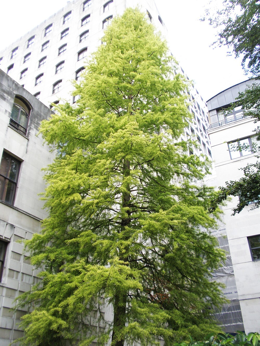 Northern Bald Cypress Tree | Premium Seeds | Taxodium distichum Summer | Plants’