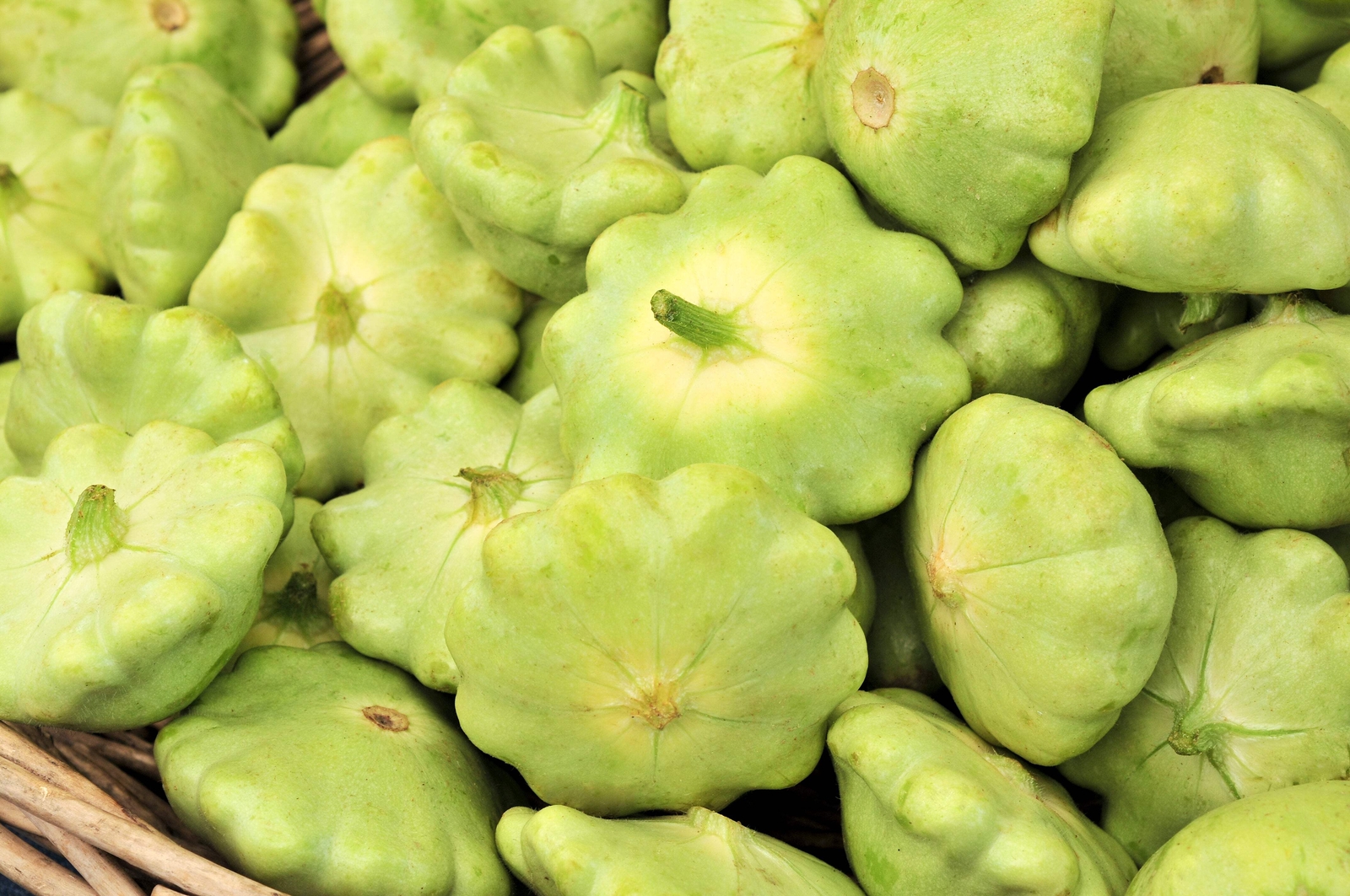 20 Green Tint BUSH SCALLOP SQUASH Patty Pan Cucurbita Pepo Vegetable Seeds