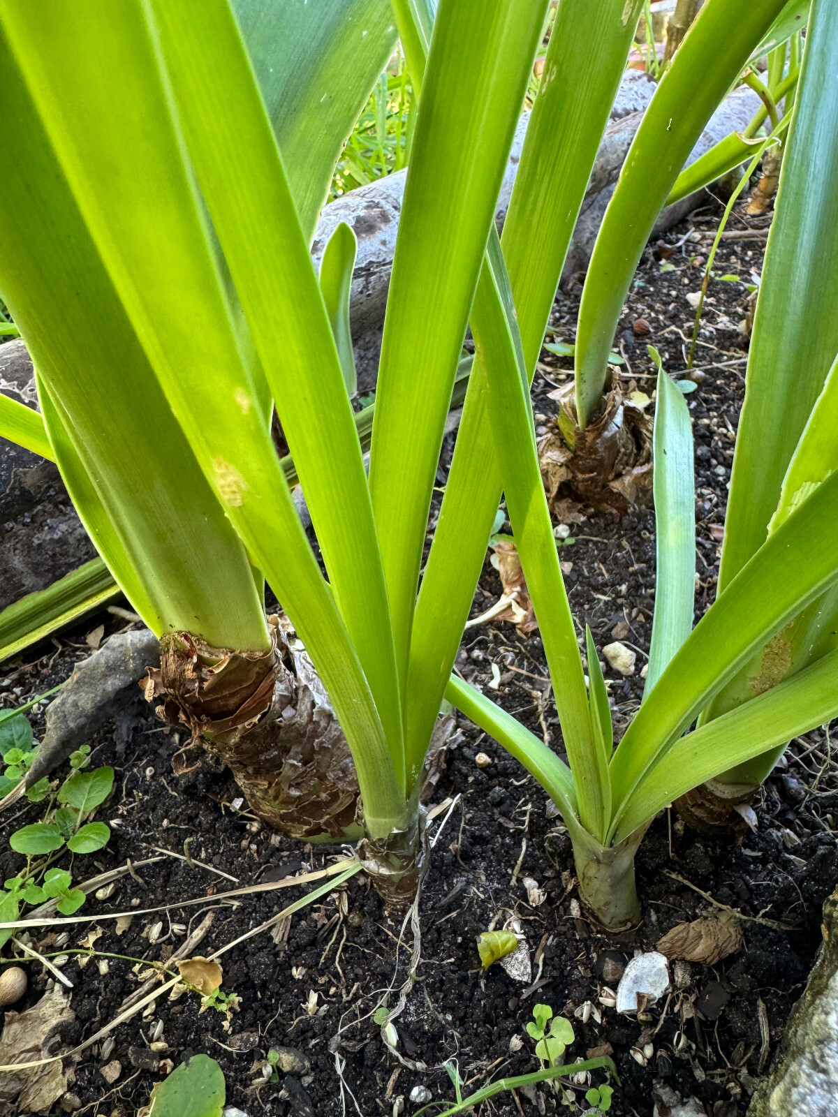 Two 1-2 inch Amaryllis bare root bulbs. Dug up immediately prior to shipping.