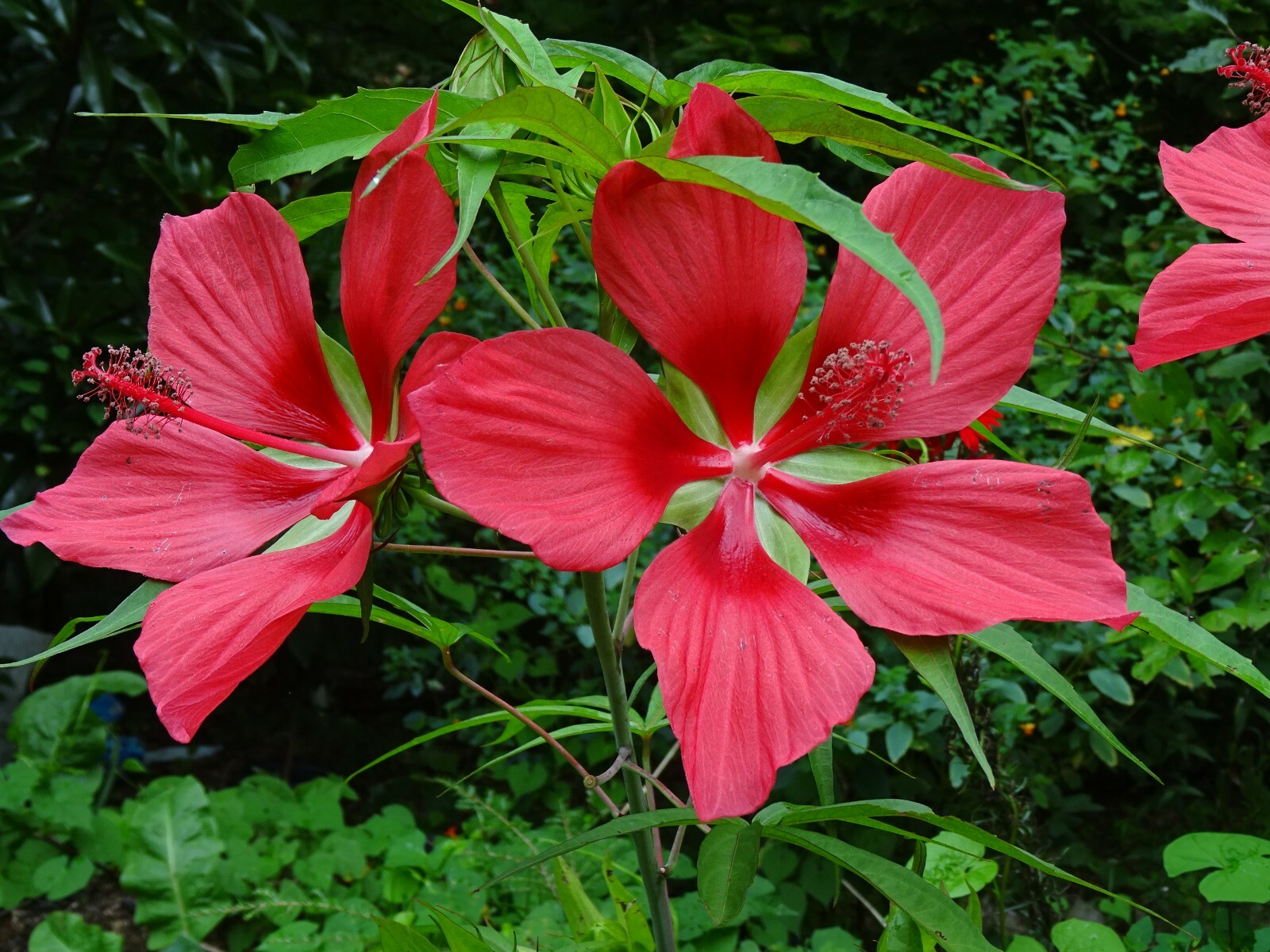 Texas Star Hibiscus Rose Mallow H. coccineus Native Perennial 30 seeds 2024