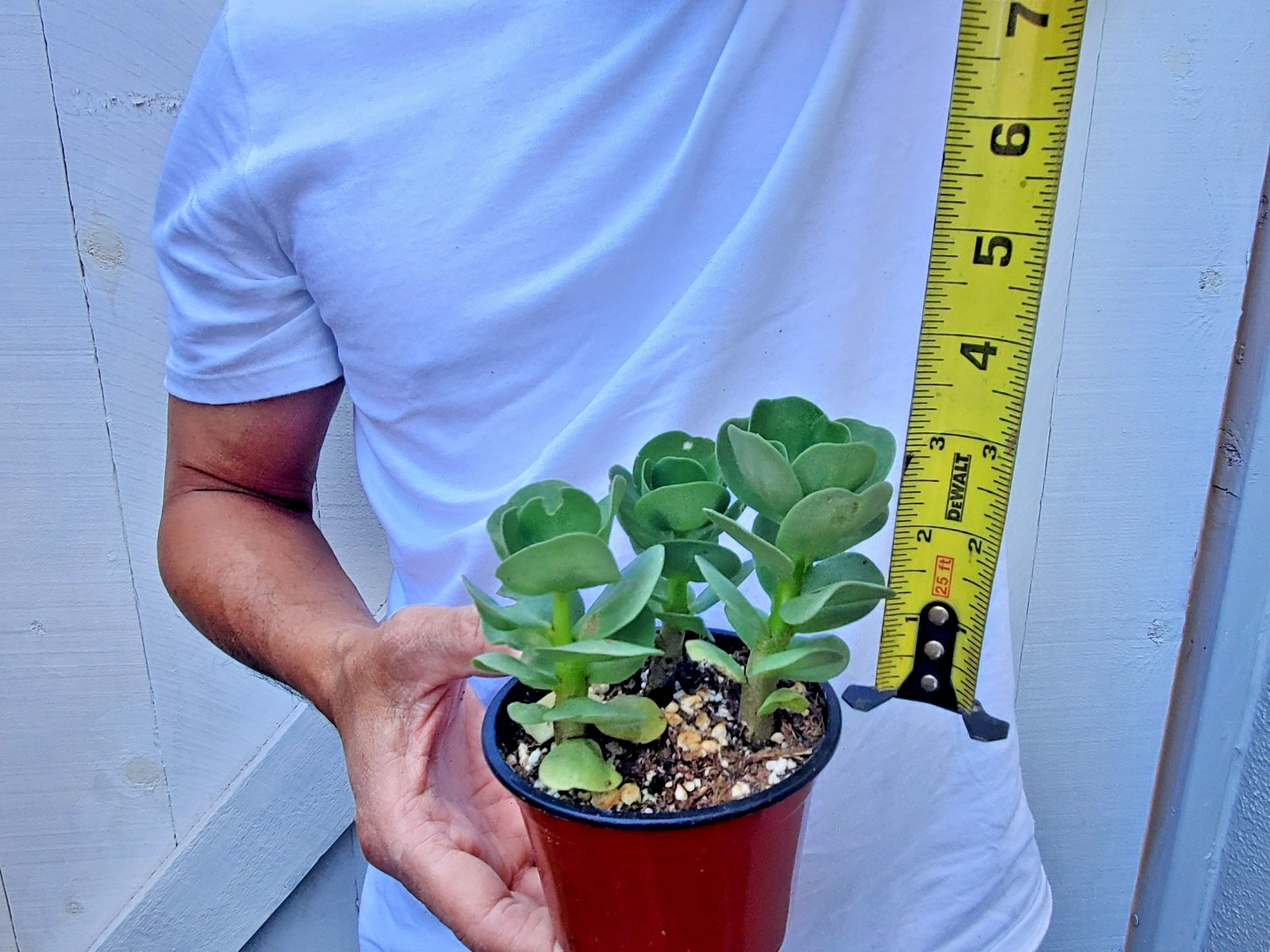Portulaca molokiniensis Succulent
