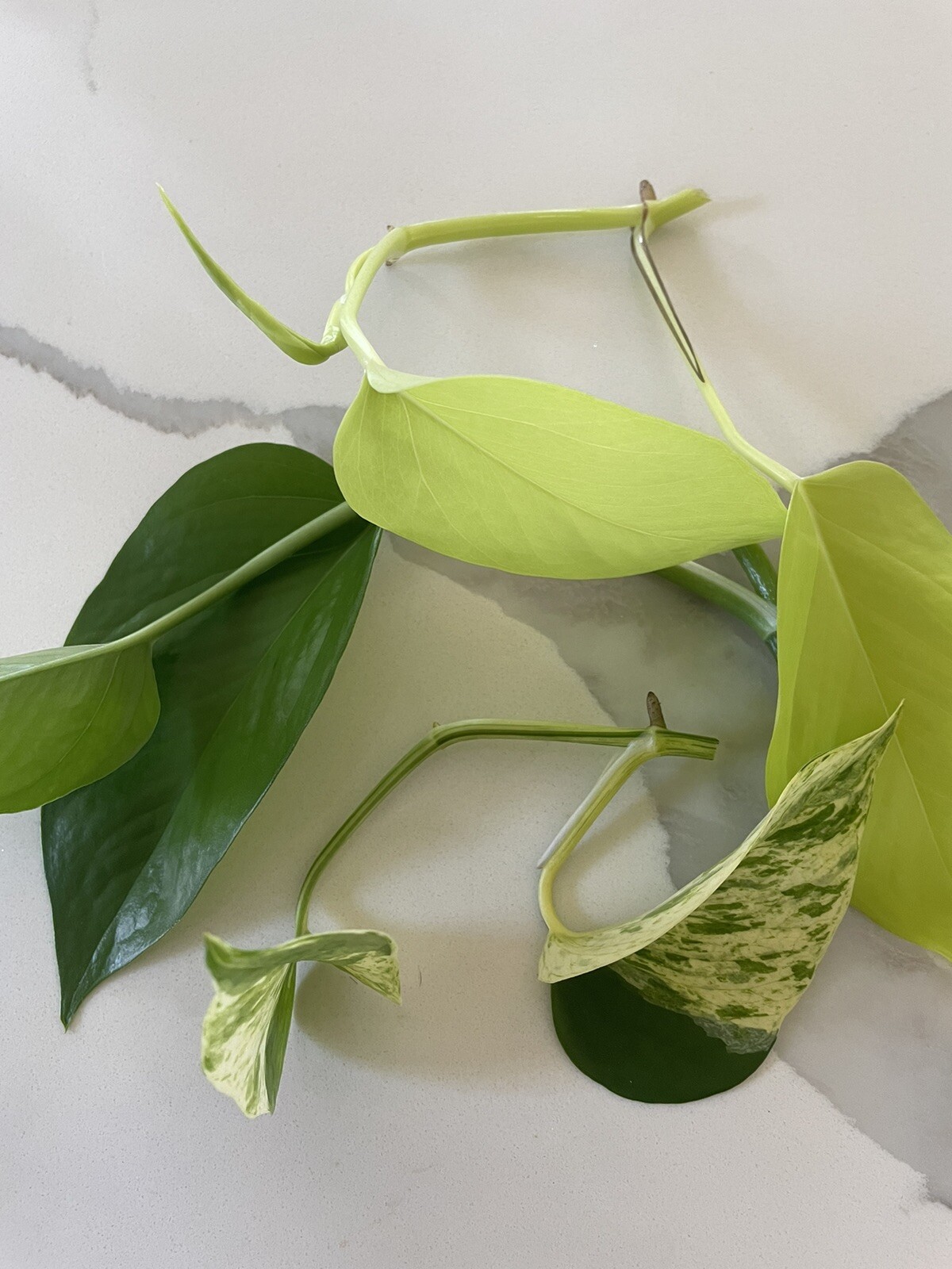 3 pothos (green, Marble, Lime), 1 Micans, 1 Cebu Blue, cuttings 5 varieties