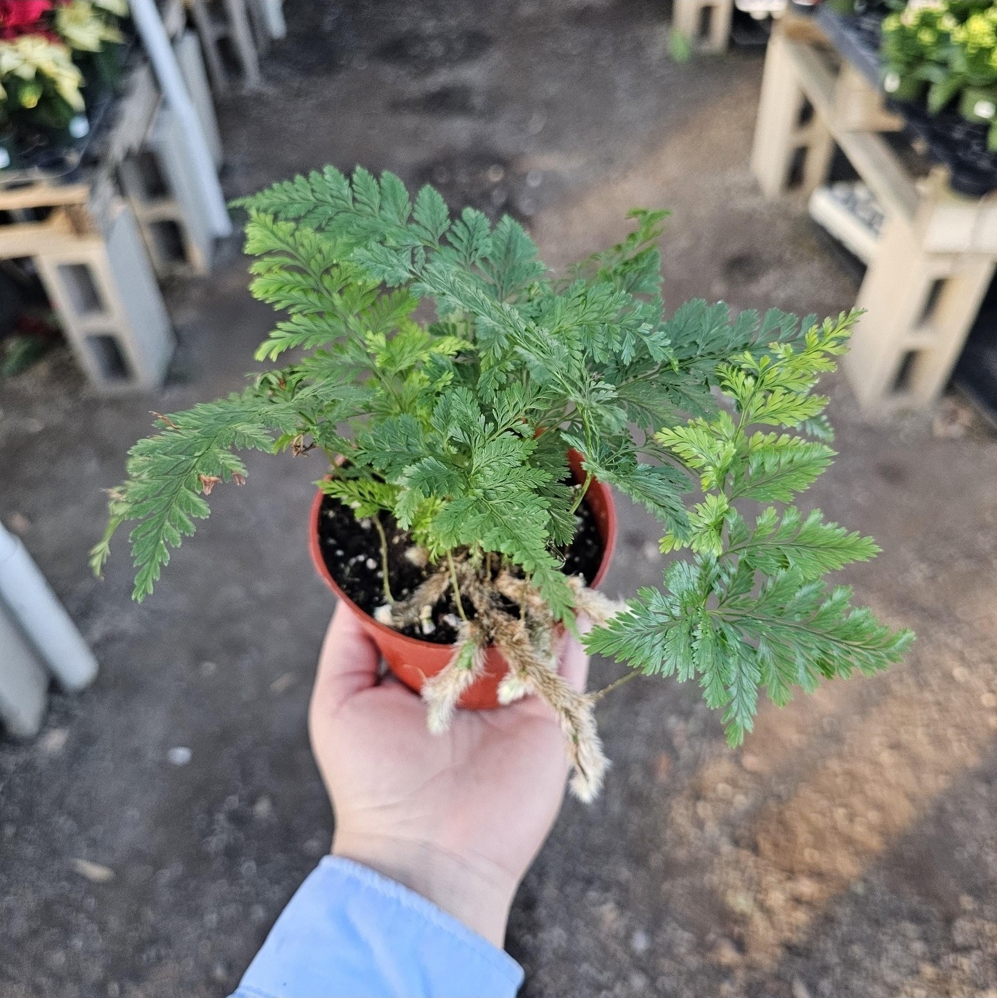 Rabbit’s Foot Fern, Footed Rabbit 4 inch Pot, Davallia canariensis fejeensis, De