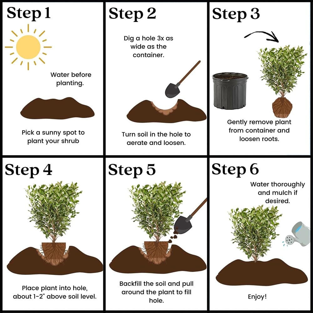 Generic 2.25 Gal. Ligustrum Recurvifolium