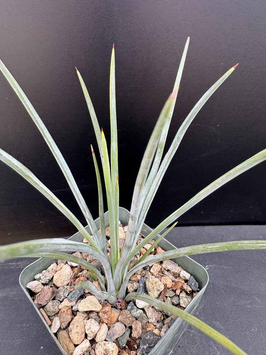 Agave striata x Manfreda ‘Mint Chocolate Chip’ HYBRID – Succulent Plant – 3″ pot