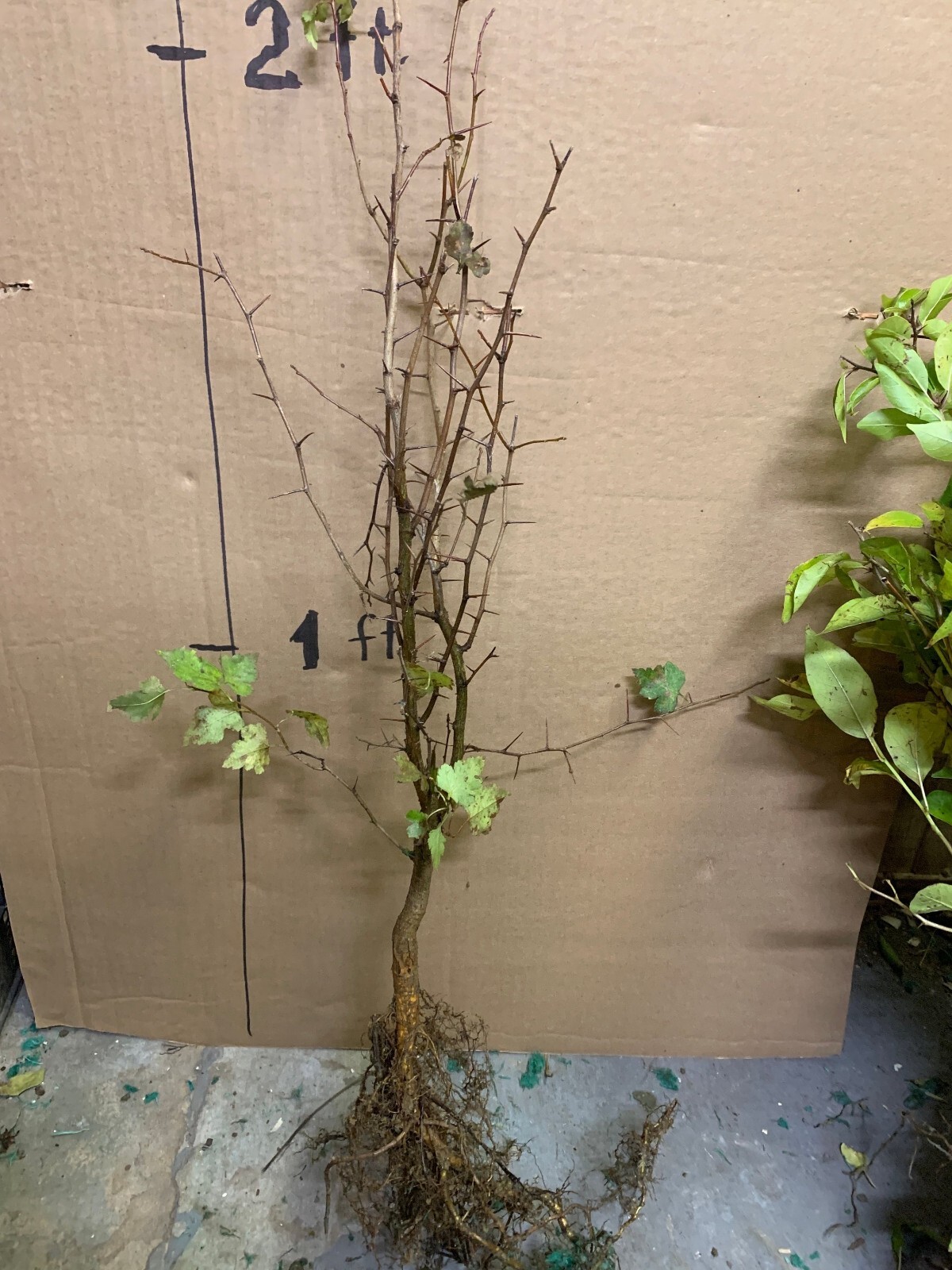 Two plants 2-3 year old Washington hawthorn (Crataegus phaenopyrum)