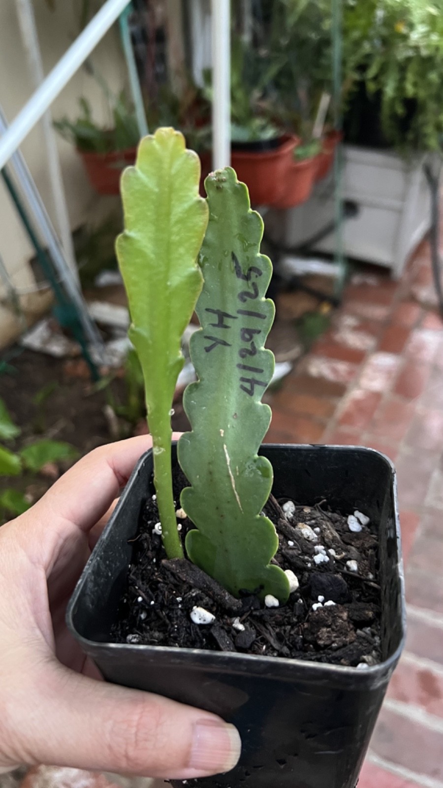 YELLOWHEAD Epiphyllum Orchid Cactus Well Rooted Cutting Plant