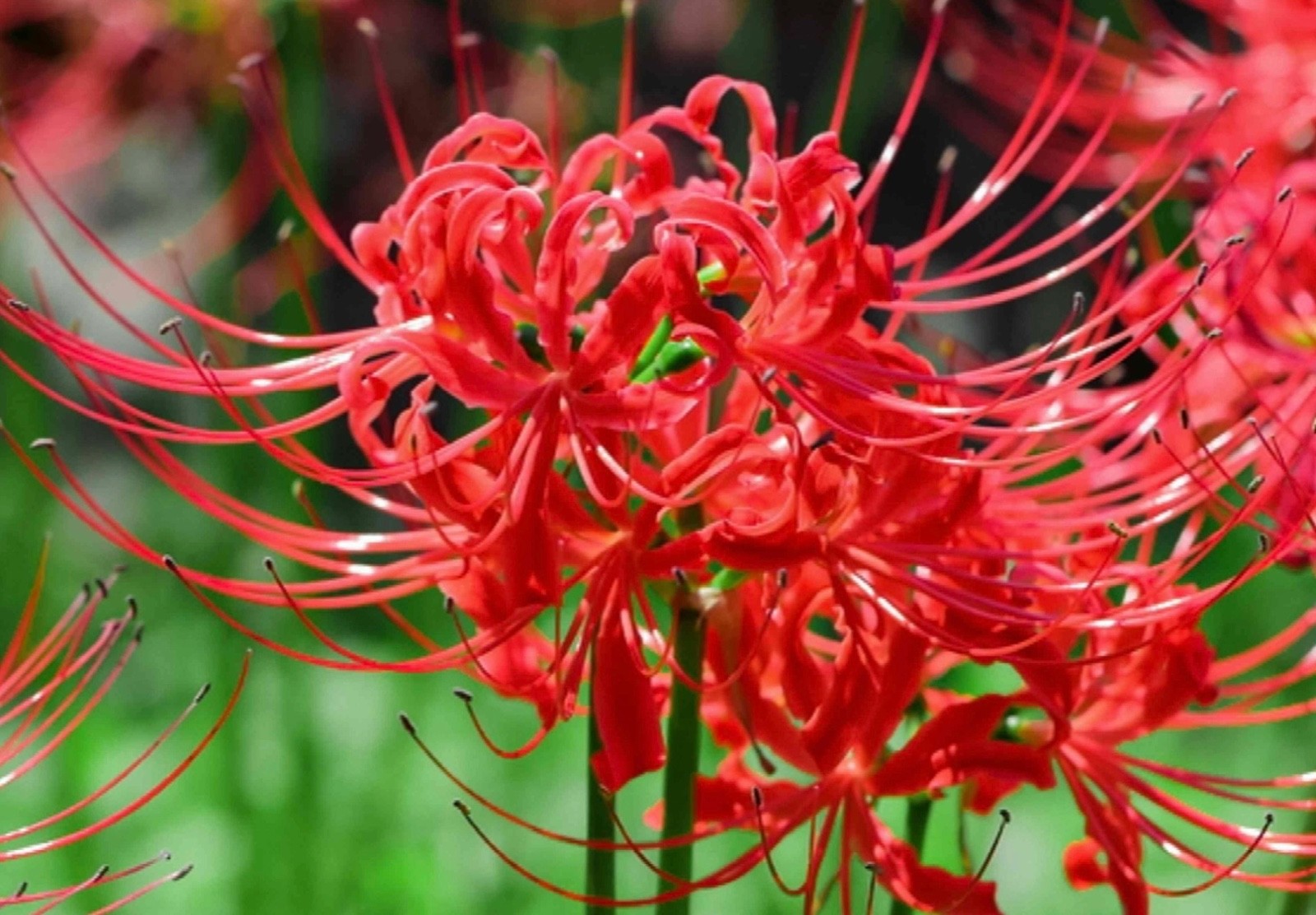 10 Medium to Large Red Spider Lily Bulbs Lycoris Radiata Dug Fresh Upon Purchase