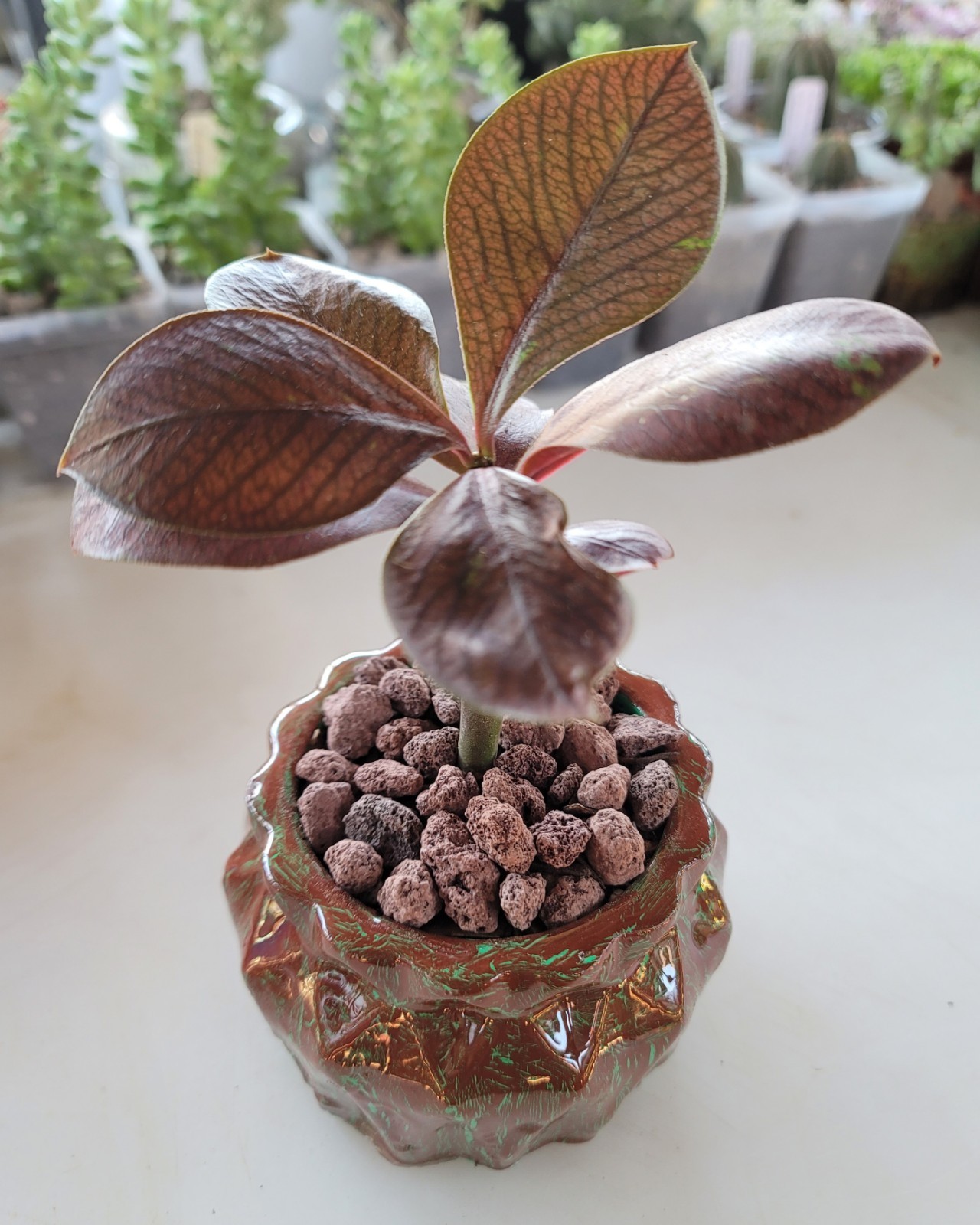 Live Rooted Euphorbia Grantii Var. Rubra Succulent In 4×3.25″ Handmade Pot