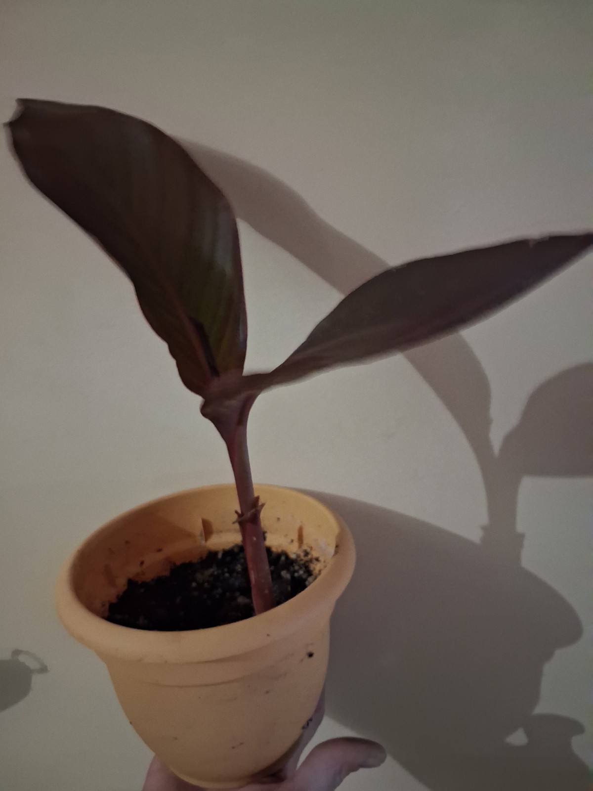 Canna Tall Tropicanna Black Lily Bulbs Red Flowering Baring Root -Live Plant