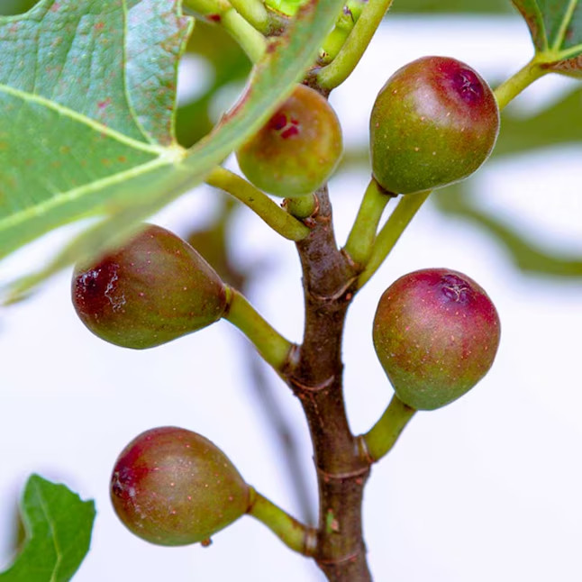 2 Gallons Little Miss Figgy Fig Plant 1 -Pack