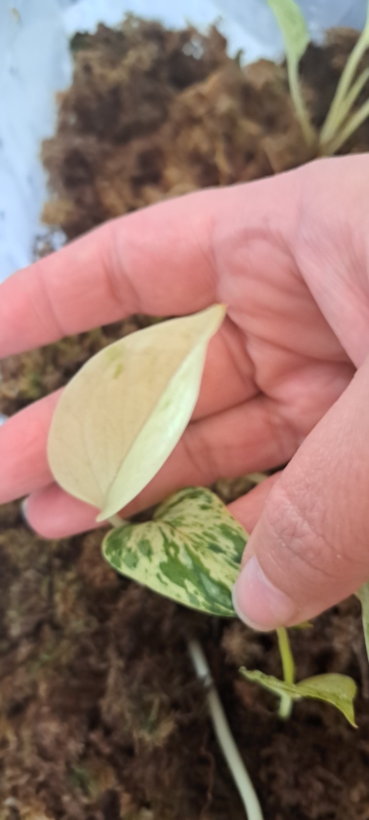 Snow Queen Pothos Rooted Cutting Plant High Variegation Marble Queen Houseplant