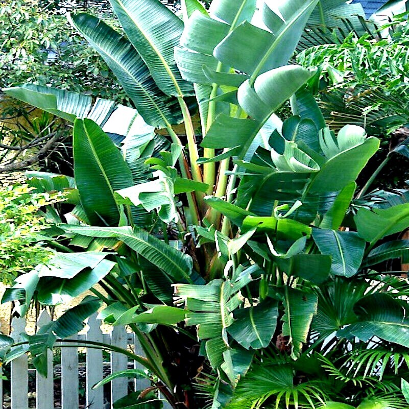 GIANT WHITE BIRD of PARADISE SEEDS (Strelitzia nicolai) Tropical Flower Plant