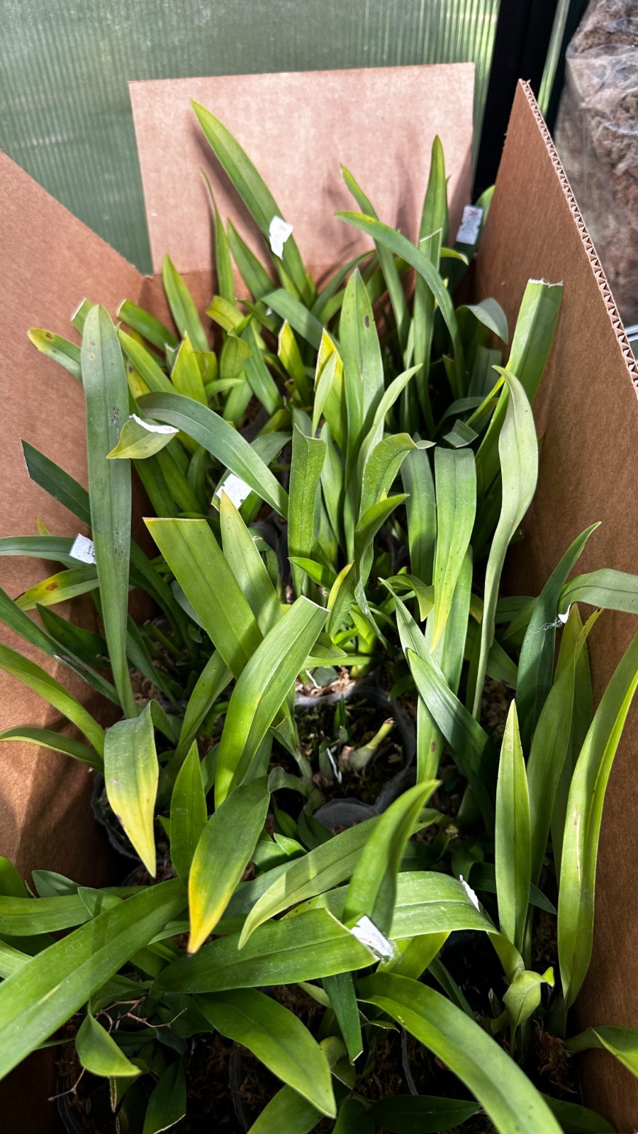 Oncidium Twinkle ‘CT White Strong’ [Fragrant]