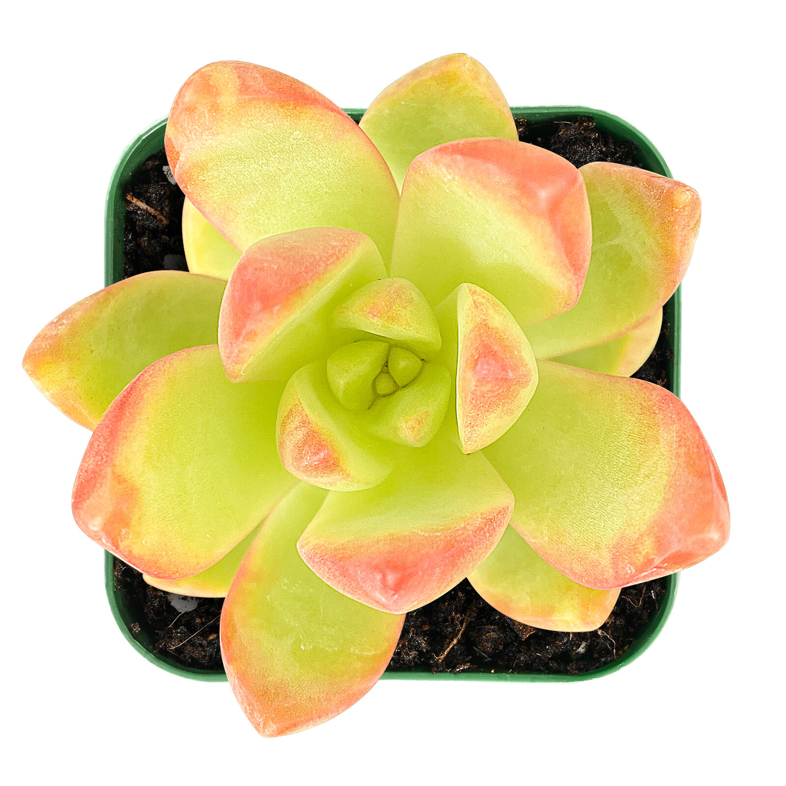 Live Sedum ‘Golden Glow’ succulent Plant Rooted in 2” Planter For indoor decor