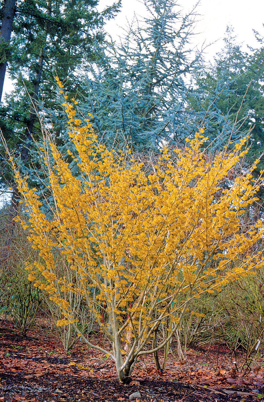 10 PALLIDA WITCH HAZEL SEEDS – Hamamelus mollis “Pallida”