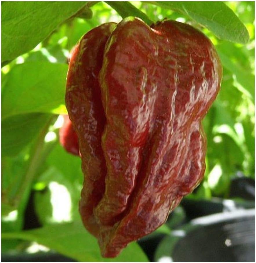 7 Pot Douglah Hot Pepper, 10 Seeds Caution *HOt* Free Shipping!