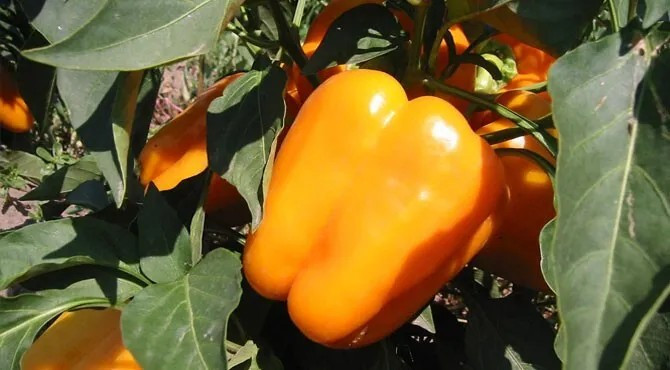 240+ Orange King Bell Pepper Seeds – Sweet – Heirloom – Organic – NON GMO