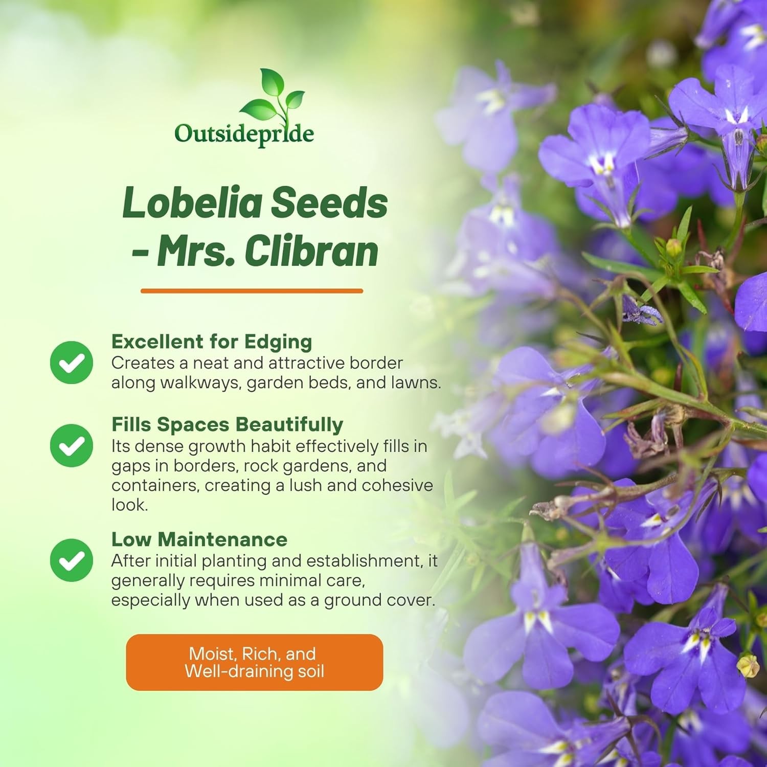 5000 Seeds Lobelia Seeds – Mrs Clibran Lobelia Ground Cover Seed