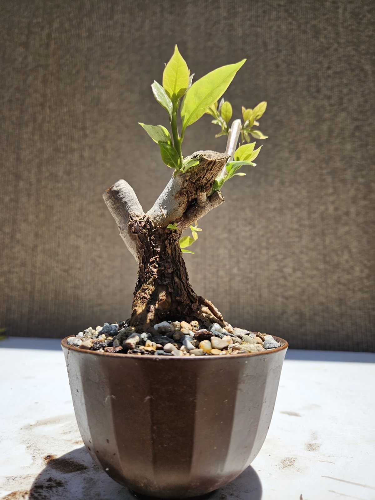 Bougainvillea Purple Bonsai Tree,,, SALE