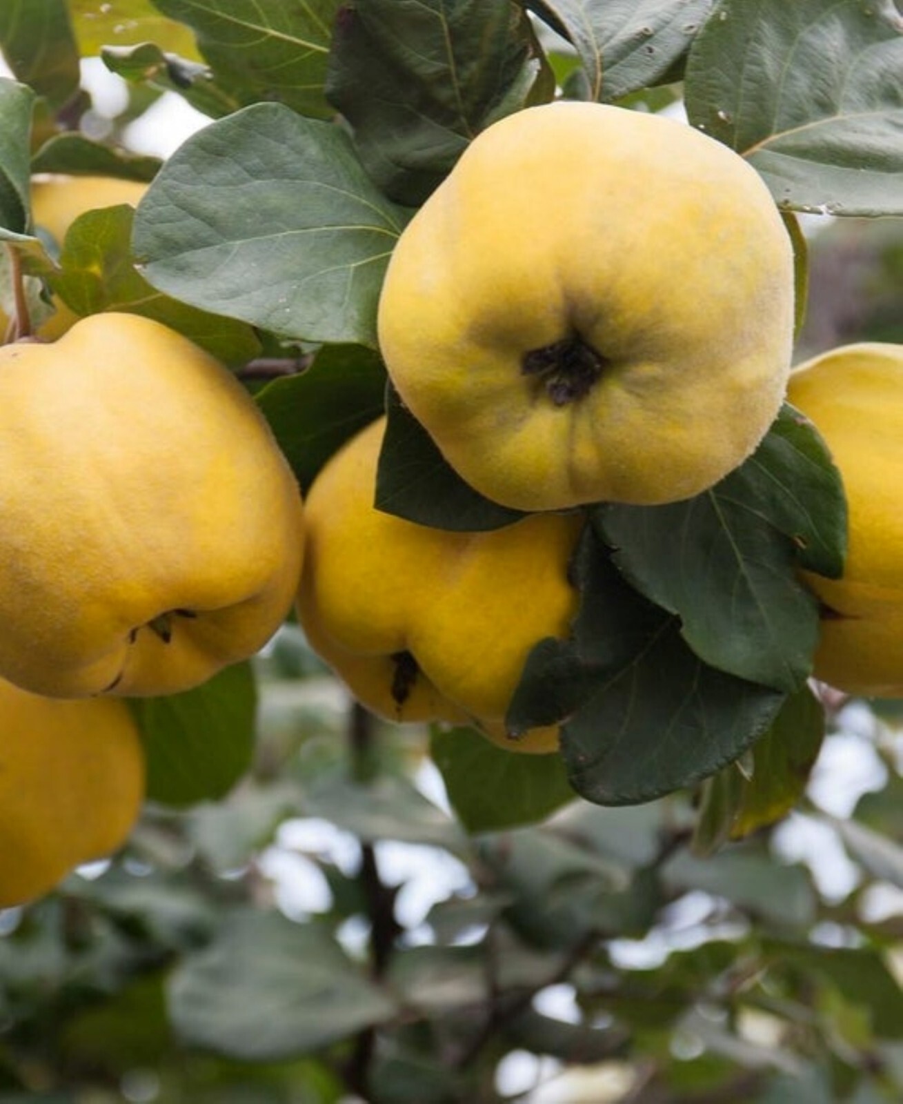 Aromatnaya Quince 4-5 ft tall. Not for HI, CA, AK