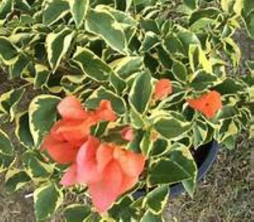 Well Rooted **ORANGE ICE** VARIEGATED Bougainvillea starter/plug plant*