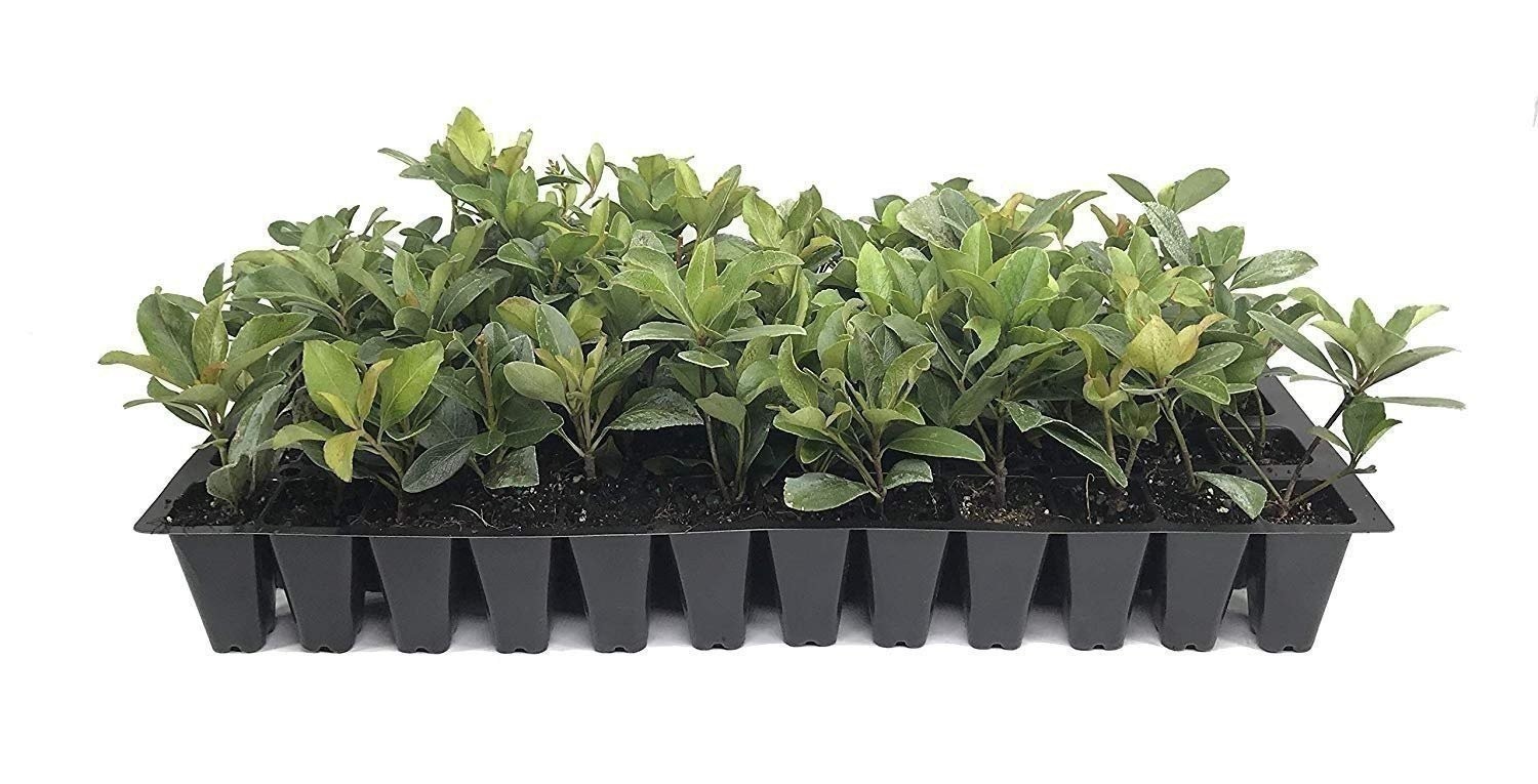 Indian Hawthorn | 2 Inch | Rhaphiolepis indica | Low Maintenance | Hardy