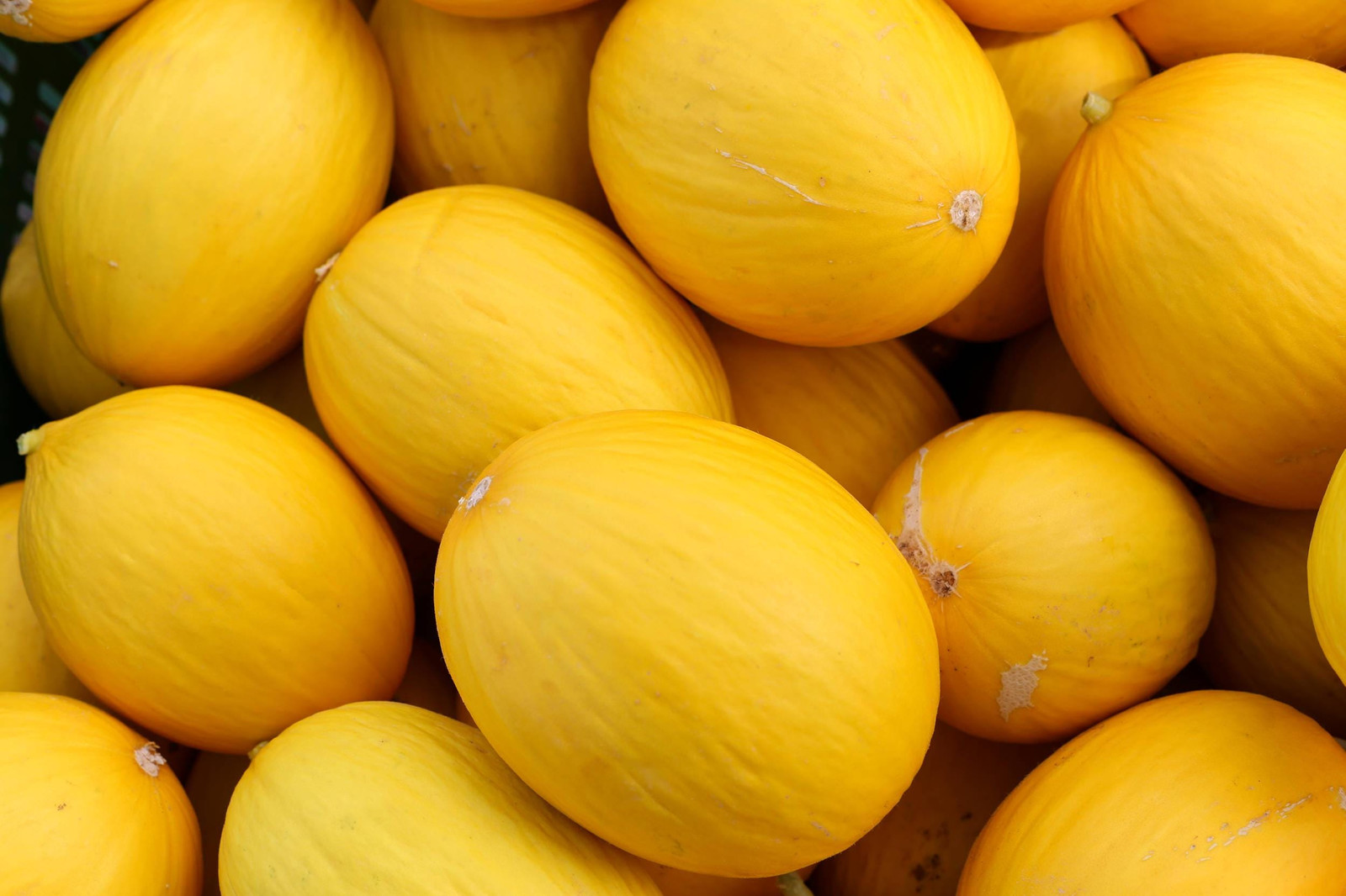 Canary Melon Seeds Cucumis melo Non-GMO, Shipped w/ Tracking, Heirloom Melon