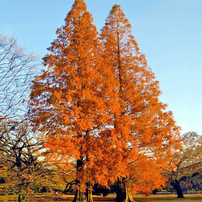 Dawn Redwood Tree Seeds (Metasequoia glyptostroboides) Fast Hardy Bonsai Plant
