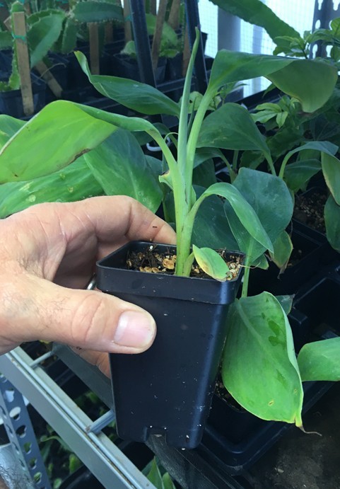 Tall Namwah aka Pisang Awak – VERY COLD HARDY – Live Banana Plant