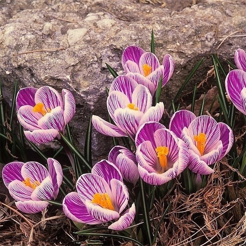 20 SEEDS Esme Purple Mix CROCUS fragrant flower exotic garden plant USA Seller