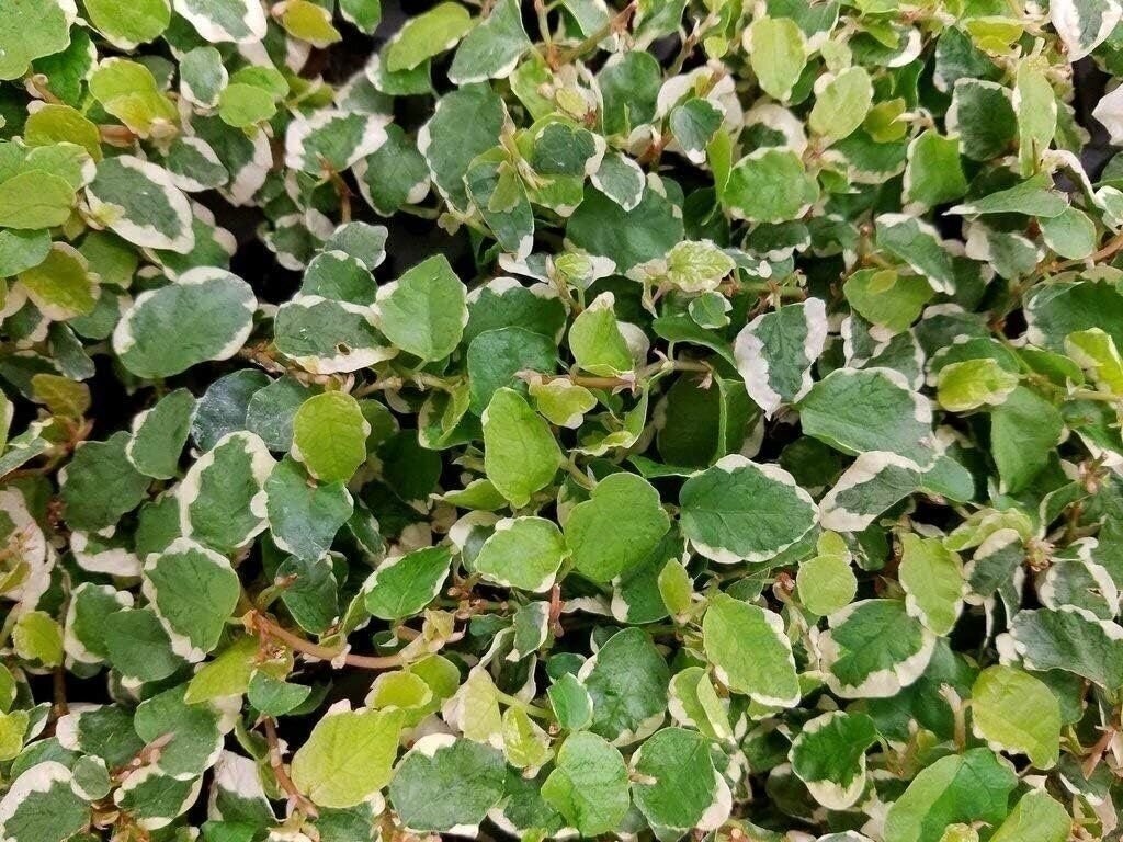 Creeping Fig Variegated | 2 Inch | Ficus pumila | Low Maintenance | Hardy