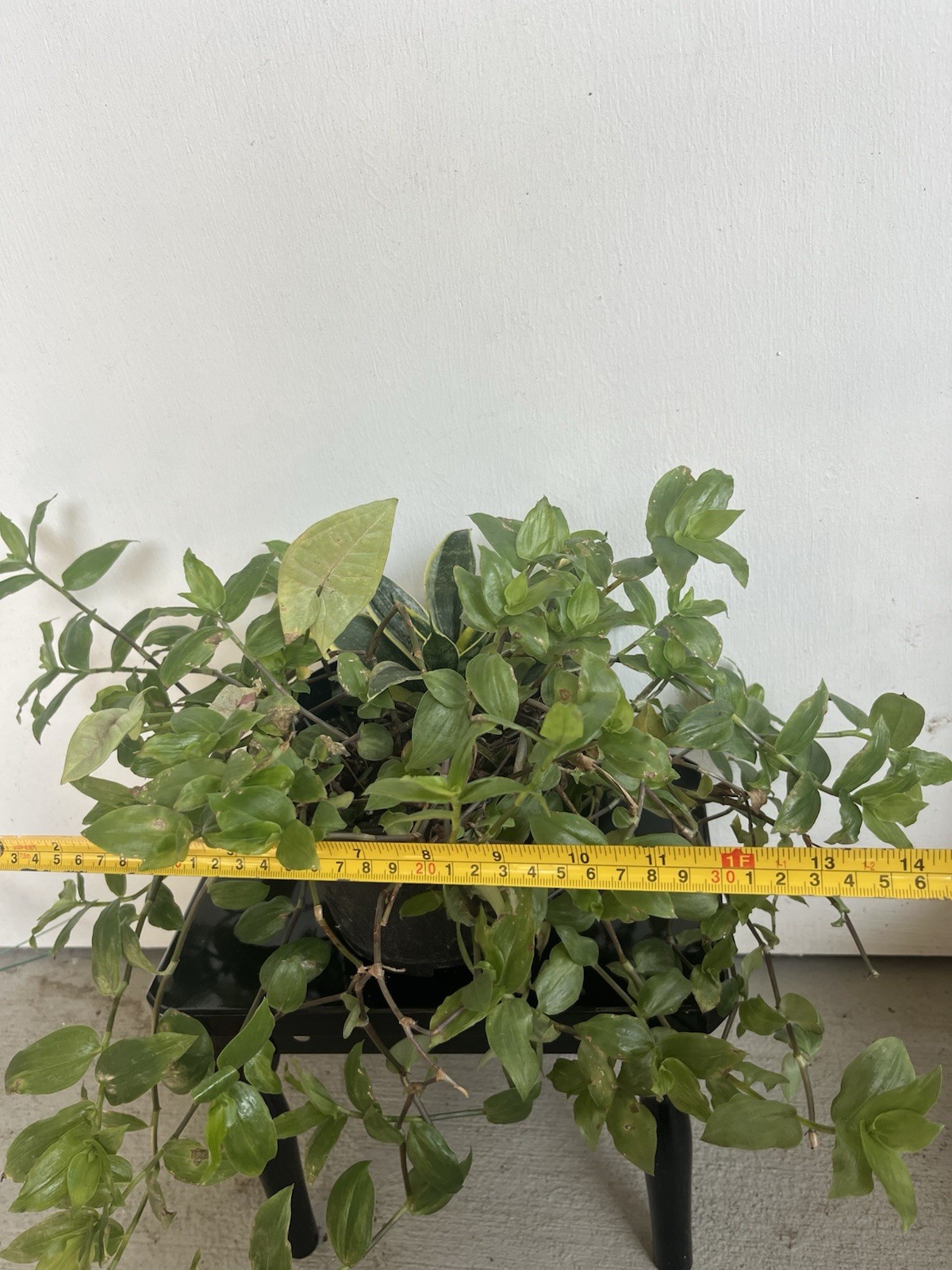 Houseplants- Combo ( Snake Plant, Tradescantia Plant, Syngonium )- 6.5 In