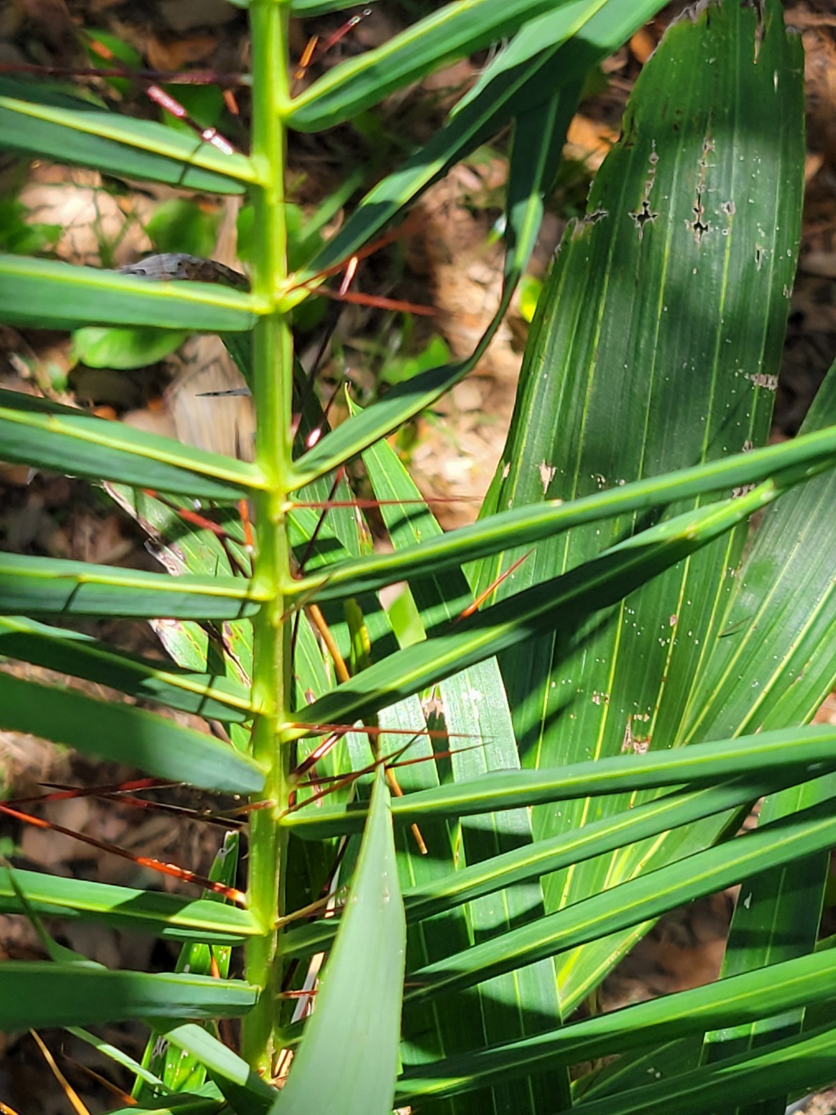 Acrocomia aculeata Palm Tree in 2 Gallon Container