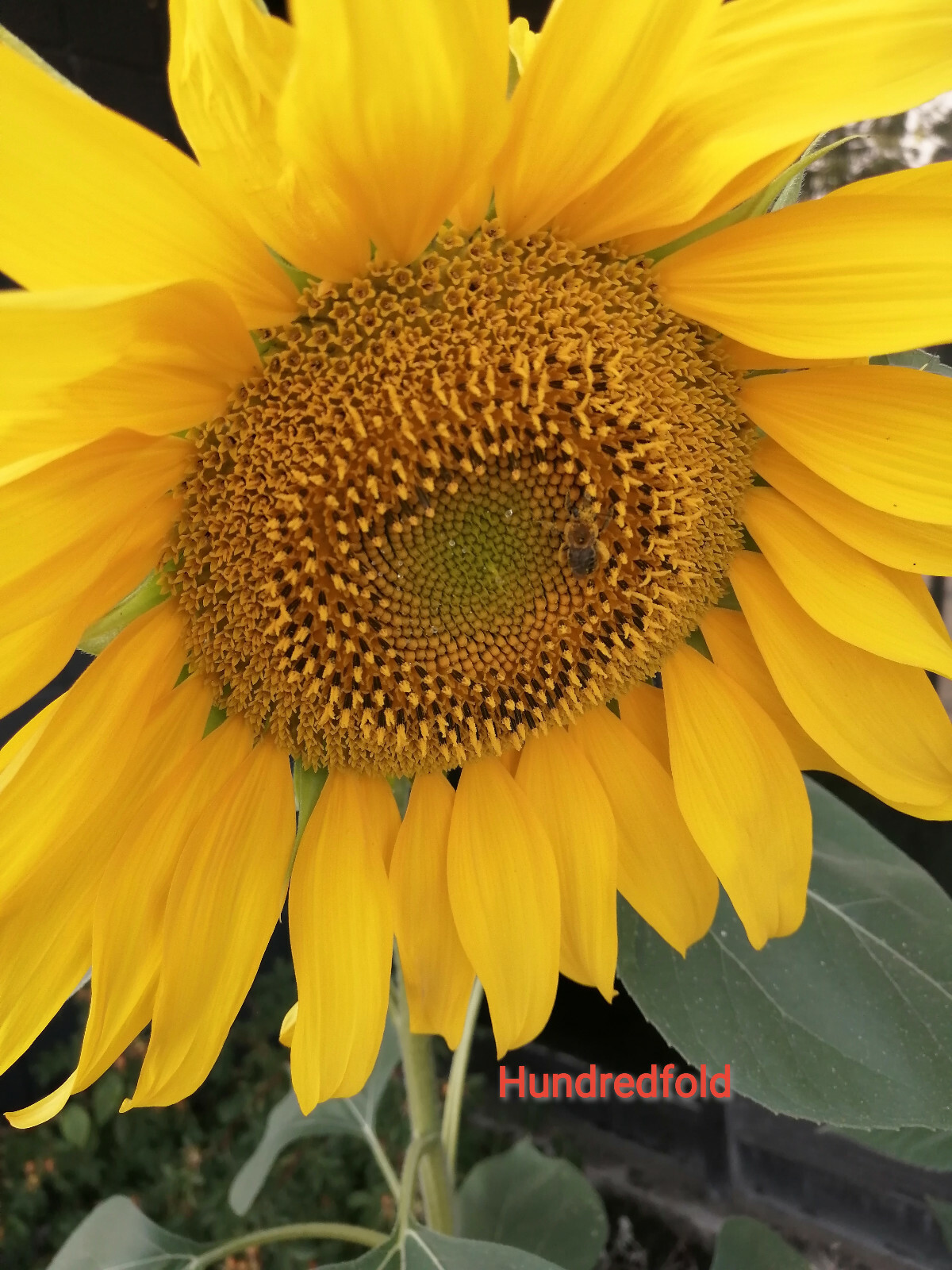 20 Mammoth Grey Stripe Giant Sunflower Seeds Helianthus annuus, for Bees & Birds