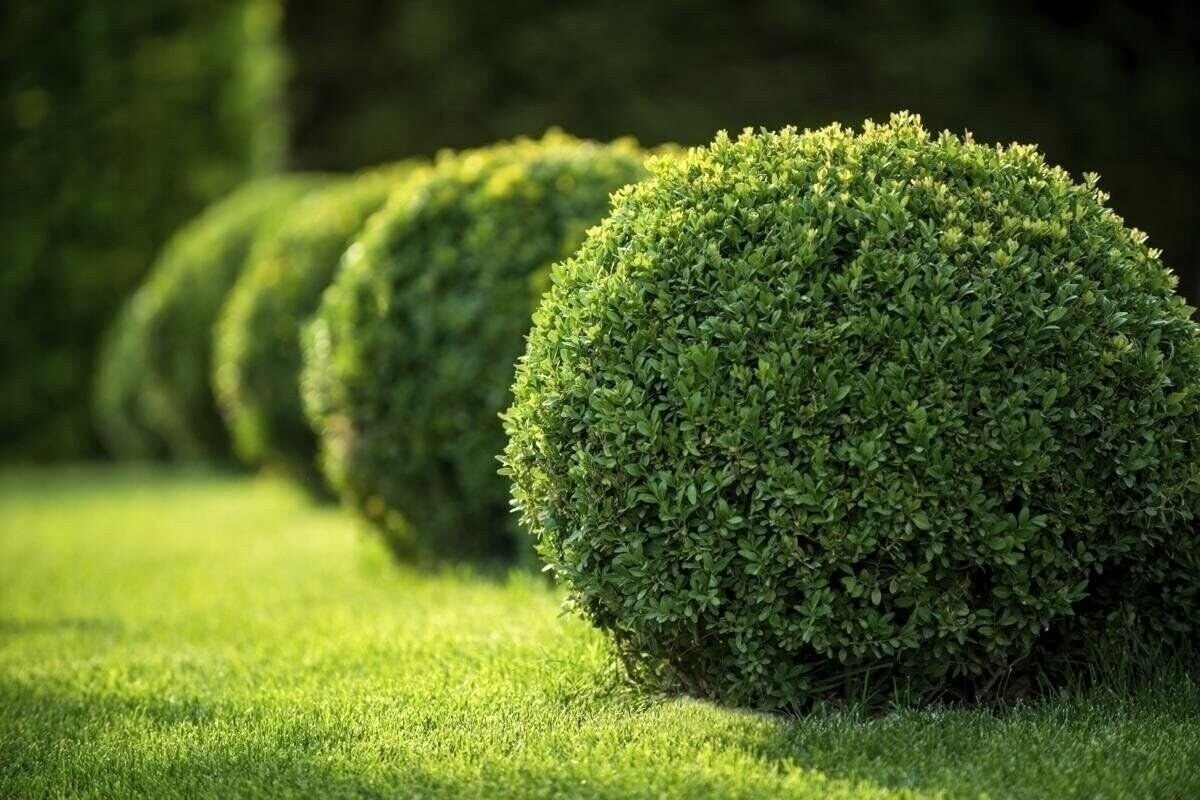 Boxwood Japanese | 4 Inch | Buxus microphylla | Formal Hedge | Evergreen Plant