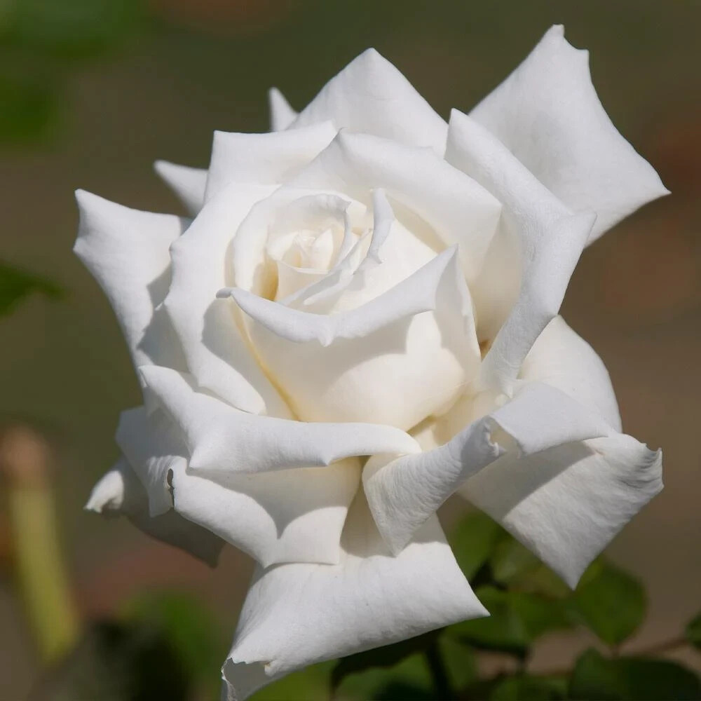 Rose Bush JFK White Iconic 3 Unrooted 6″ Live Flower Plant Cuttings Shrub Bush